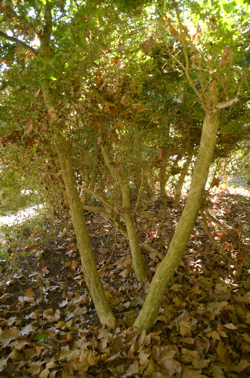 Buxus sempervirens 'Rotundifolia' - Stuttgart-Hohenheim - Febr. 2023