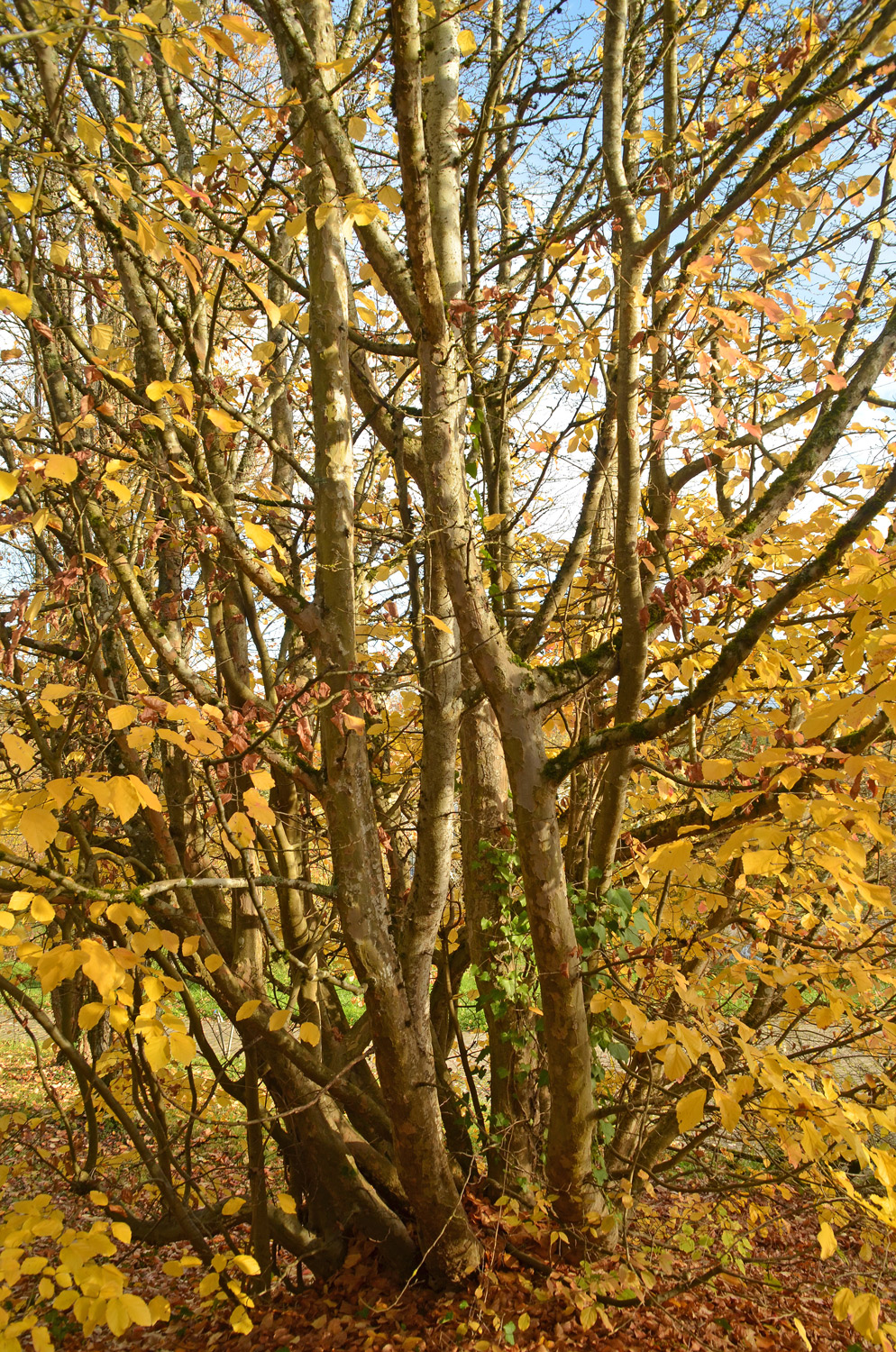 Parrotia persica - Tübingen - Nov. 2022