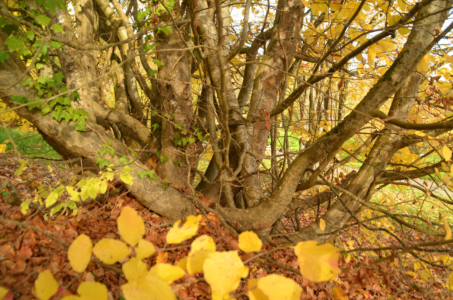 Parrotia persica - Tübingen - Nov. 2022