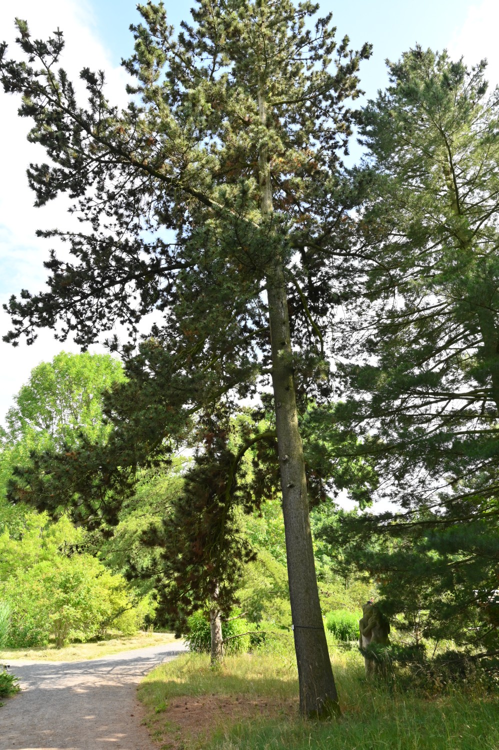 Pinus heldreichii - Dresden Botanischer Garten - 2022