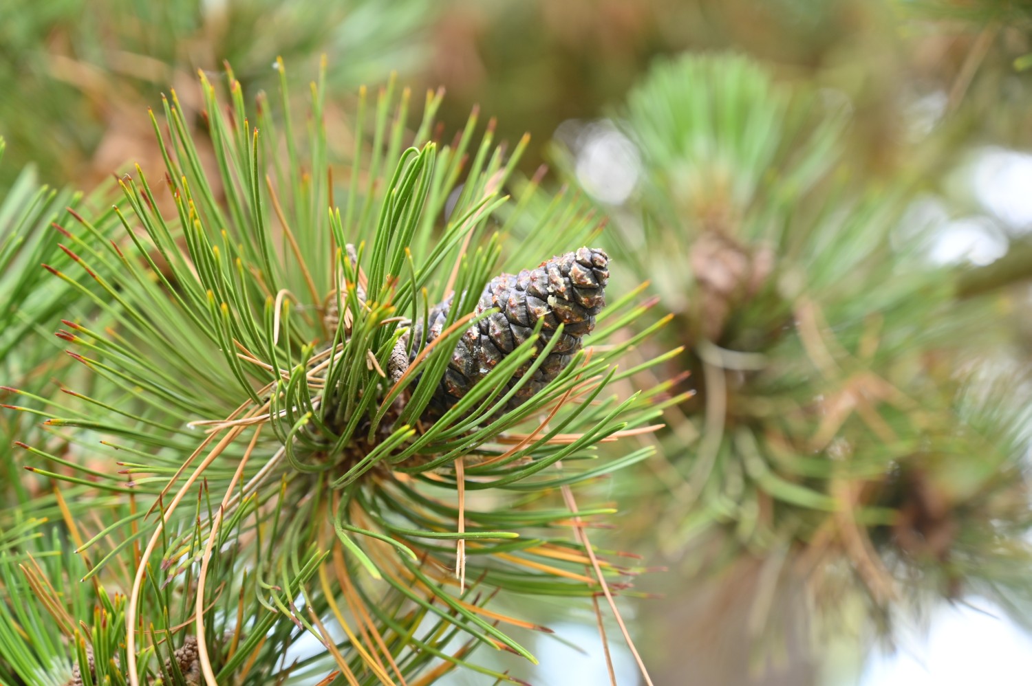 Pinus heldreichii - Dresden Botanischer Garten - 2022