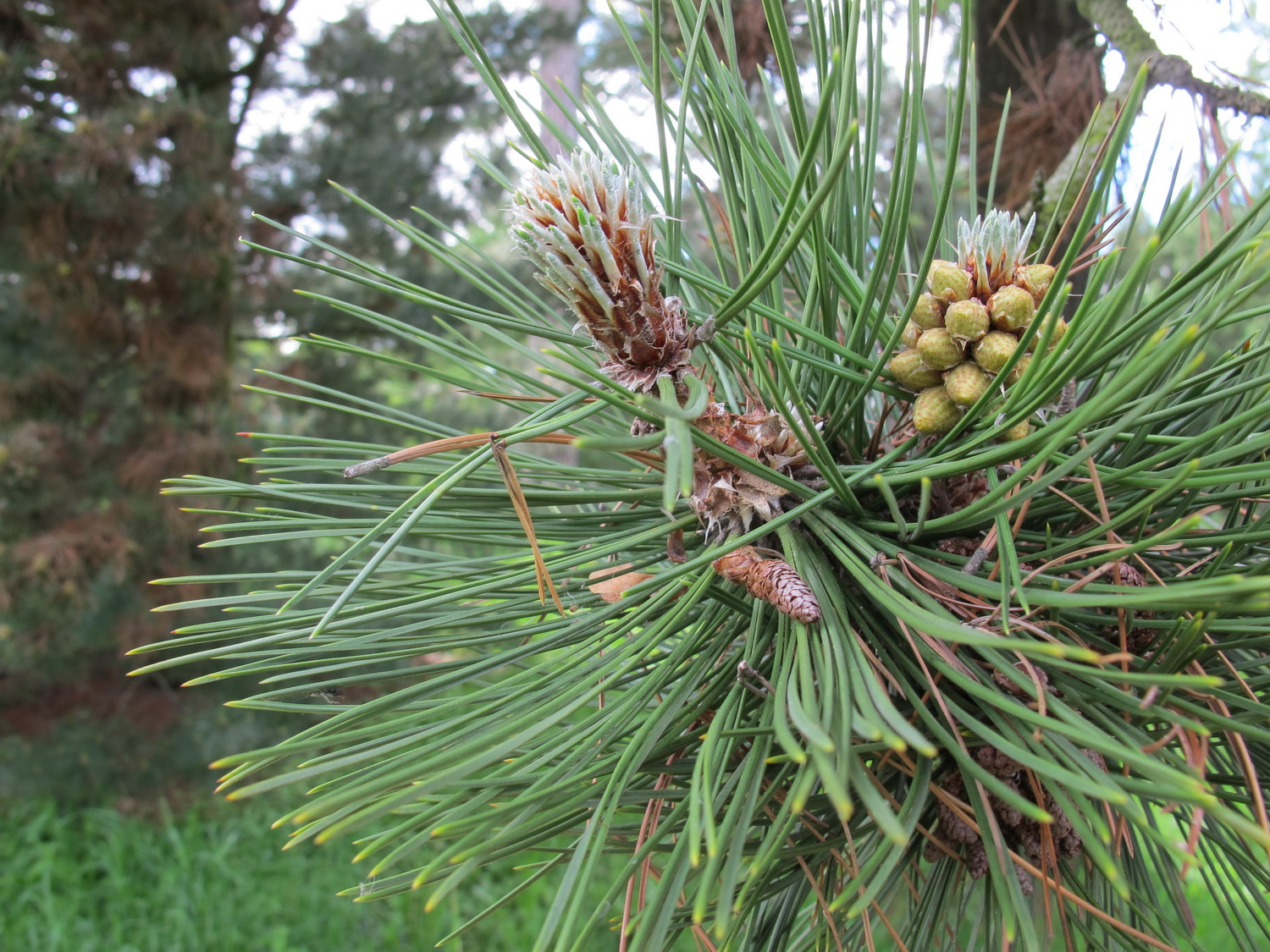 Pinus heldreichii - Dresden Botanischer Garten - Mai 2013