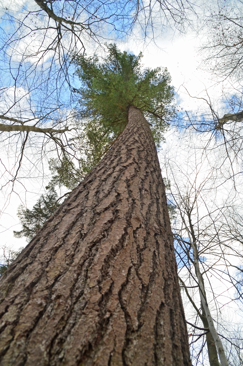 Populus tremula - Tübingen-Pfrondorf - März 2024
