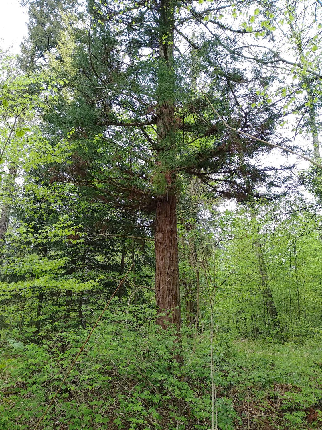 Cryptomeria japonica - Tübingen-Lustnau - Mai 2023