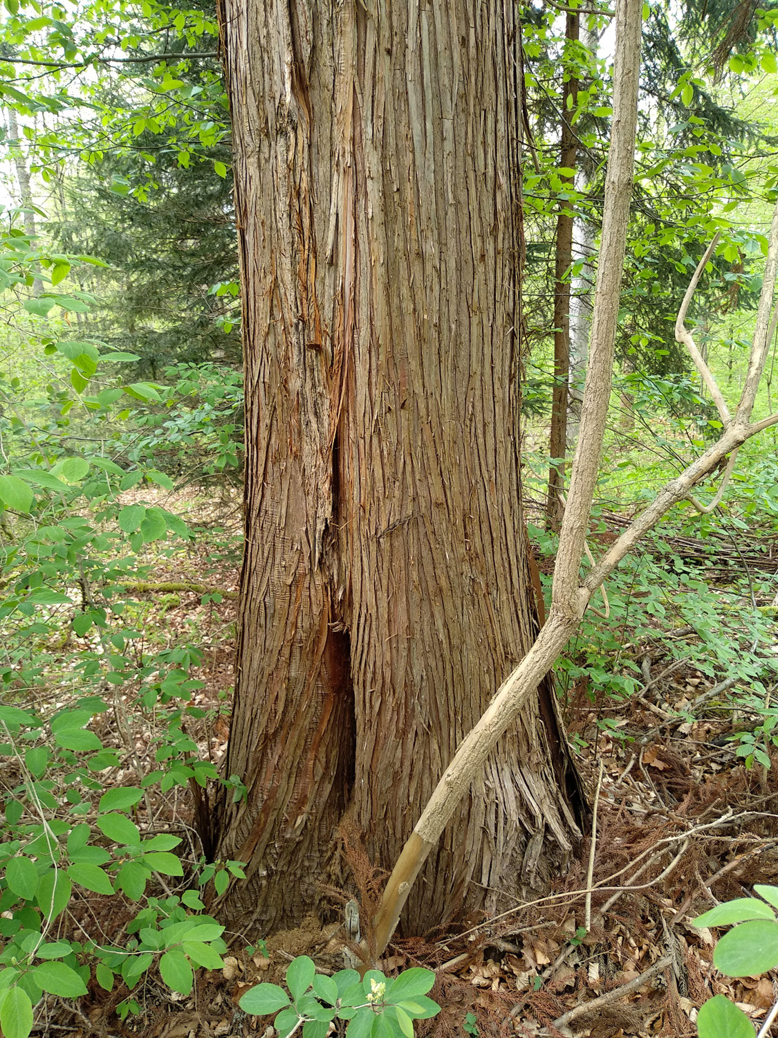 Cryptomeria japonica - Tübingen-Lustnau - Mai 2023