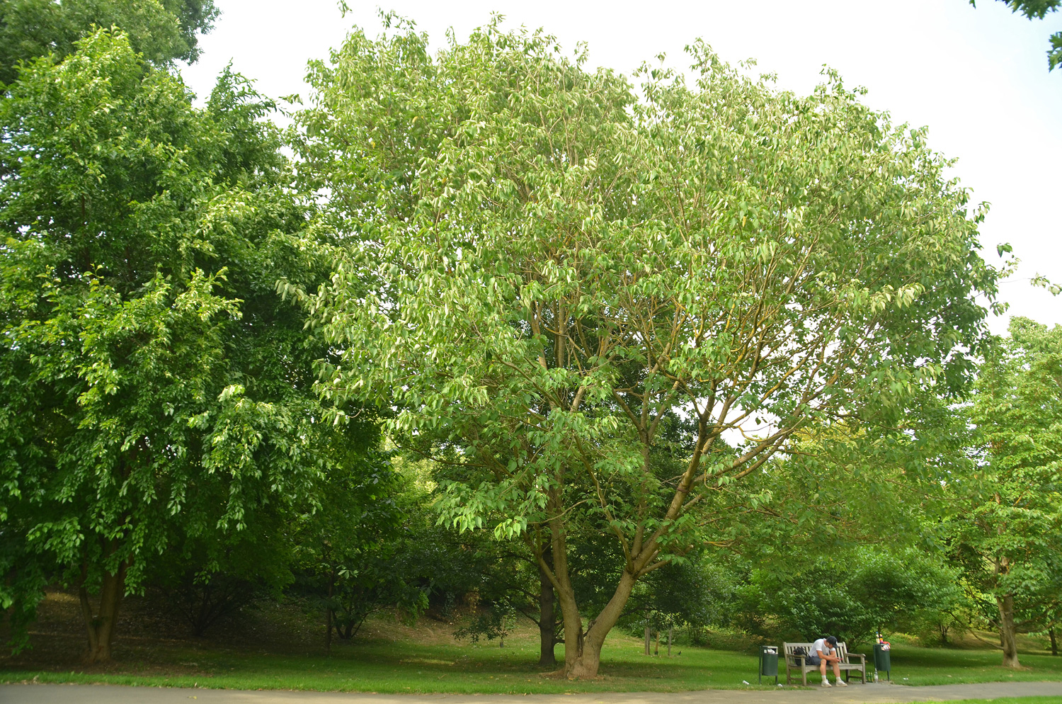 Broussonetia papyrifera - Stuttgart-Hohenheim - Juli 2023
