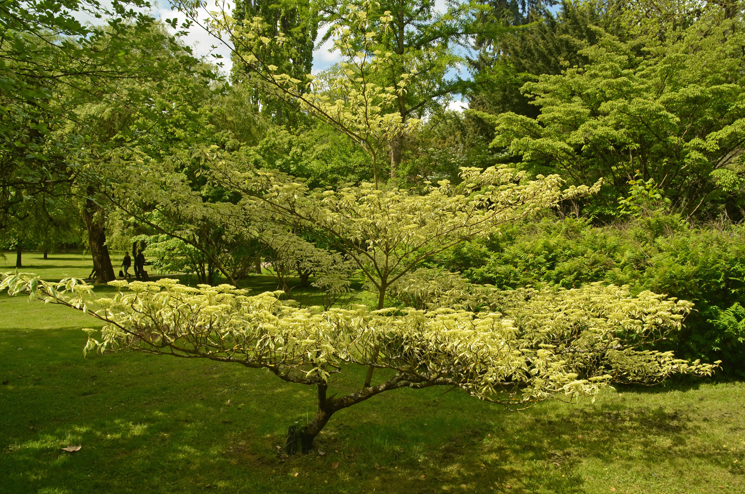 Cornus controversa 'Variegata' - Stuttgart-Hohenheim - Mai 2023