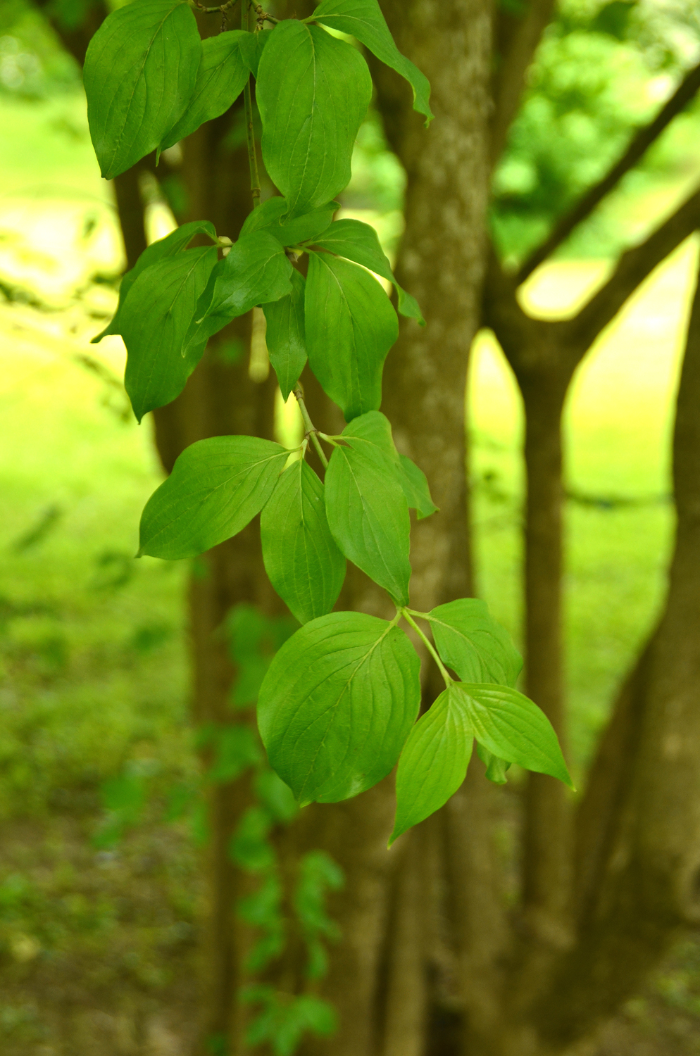 Cornus mas - Stuttgart-Hohenheim - Mai 2023