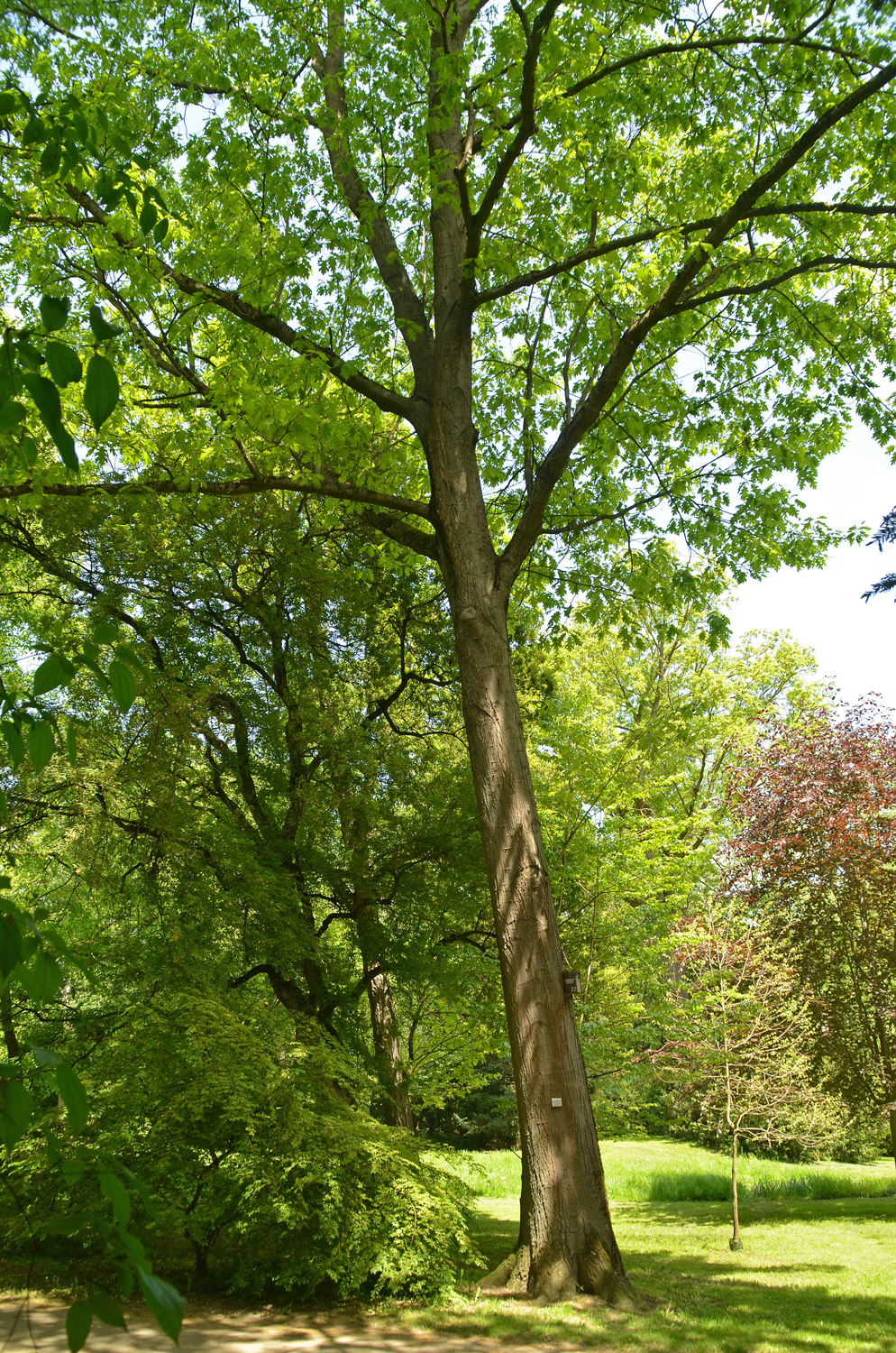 Quercus velutina - Stuttgart-Hohenheim - Mai 2023
