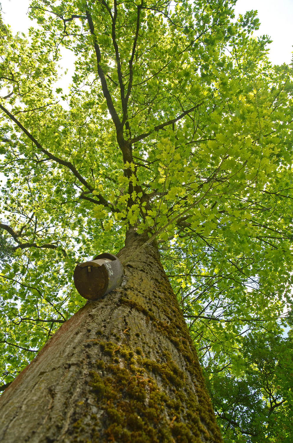 Quercus velutina - Stuttgart-Hohenheim - Mai 2023