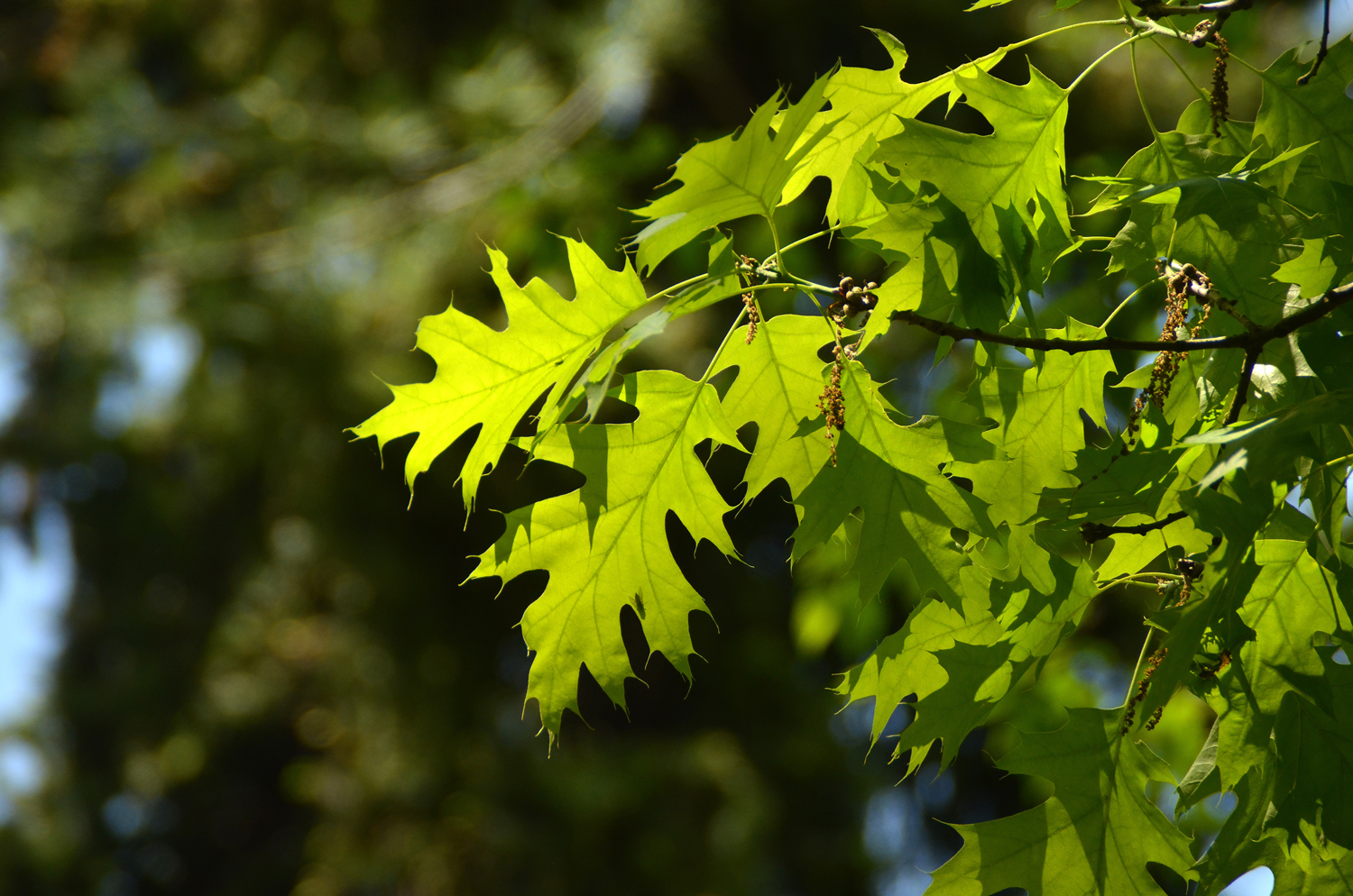 Quercus velutina - Stuttgart-Hohenheim - Mai 2023