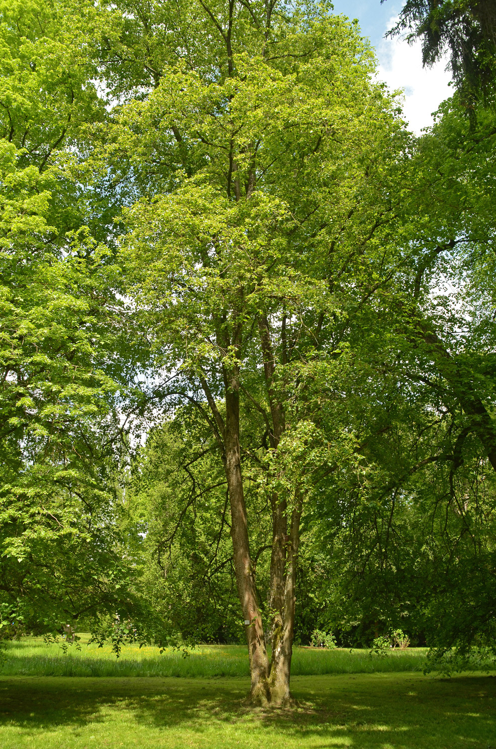 Tilia miqueliana - Stuttgart-Hohenheim - Mai 2023