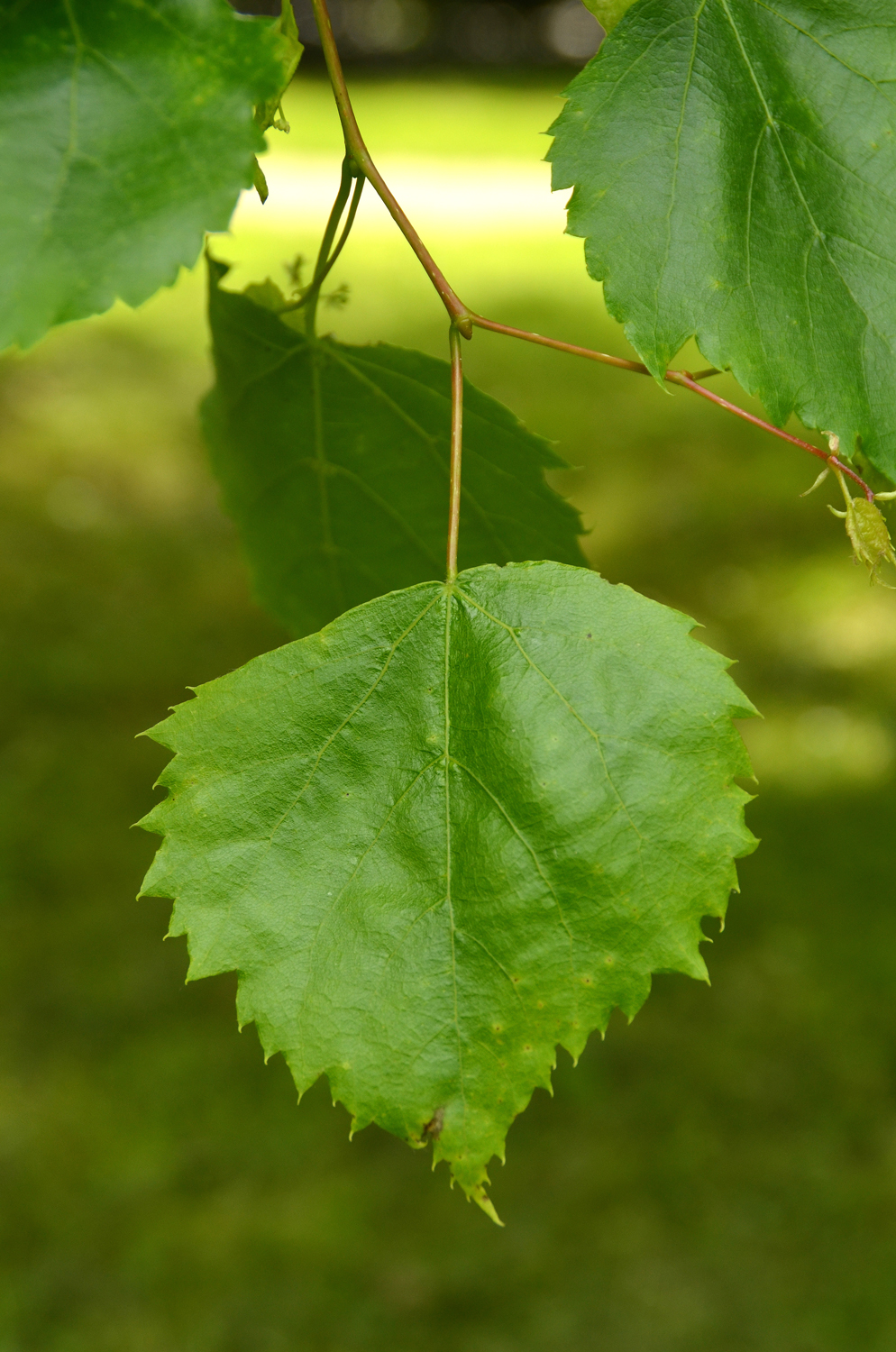 Tilia miqueliana - Stuttgart-Hohenheim - Mai 2023