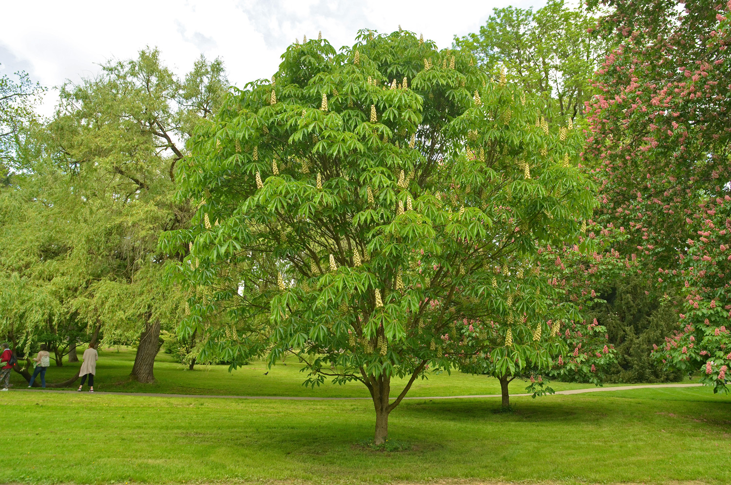 Aesculus turbinata - Stuttgart-Hohenheim - Mai 2023
