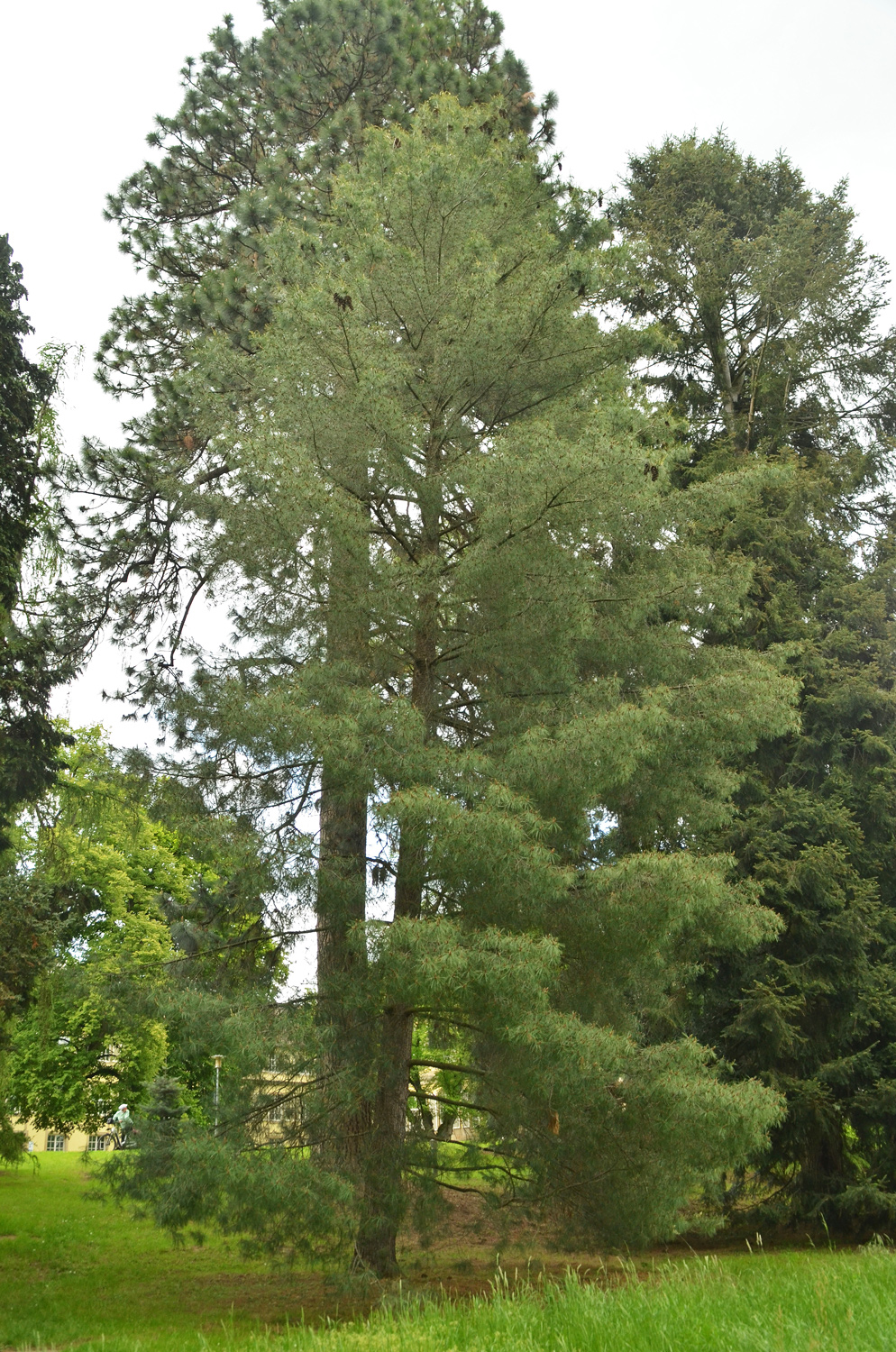 Pinus strobus - Stuttgart-Hohenheim - Mai 2023