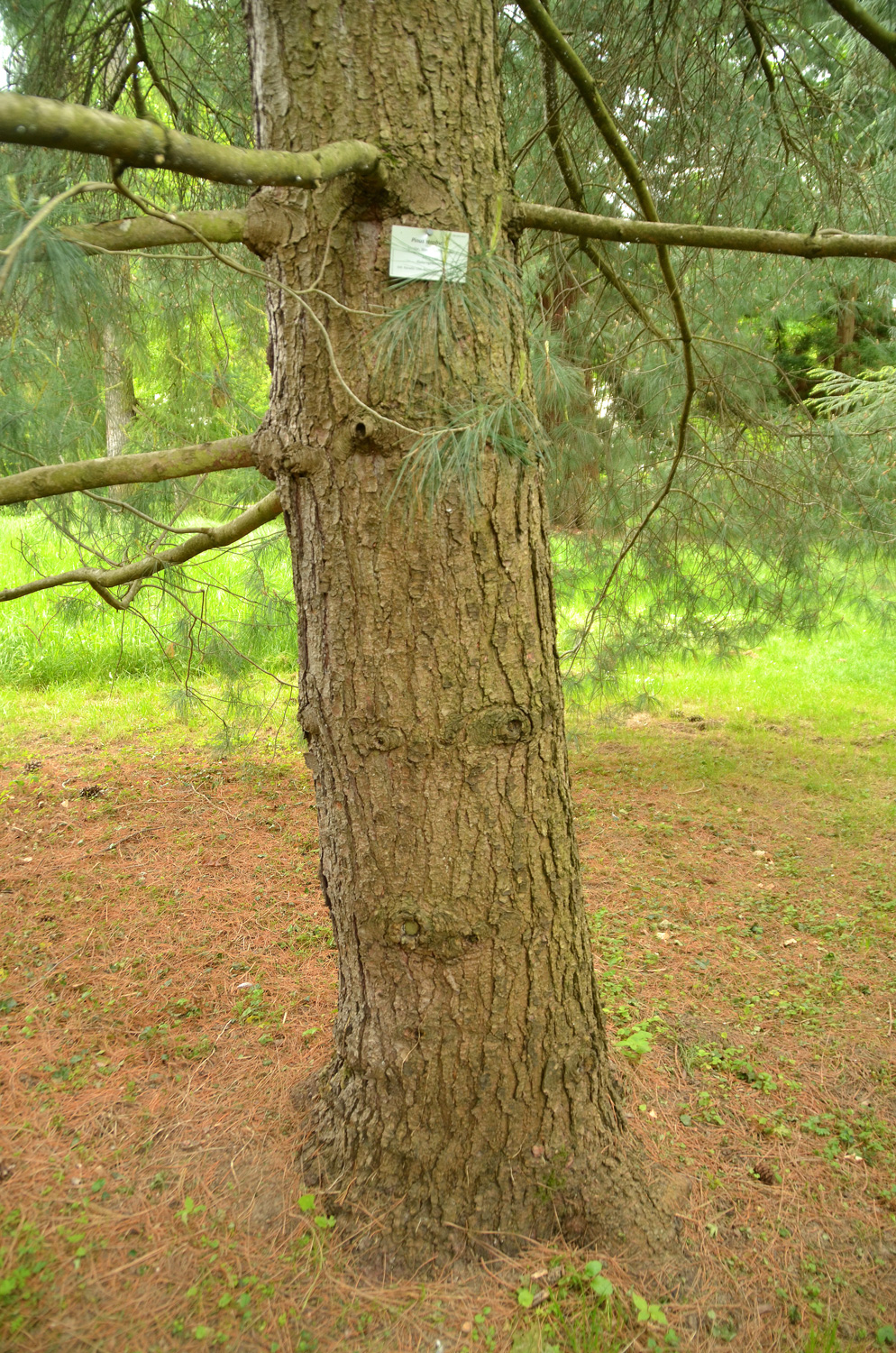 Pinus strobus - Stuttgart-Hohenheim - Mai 2023