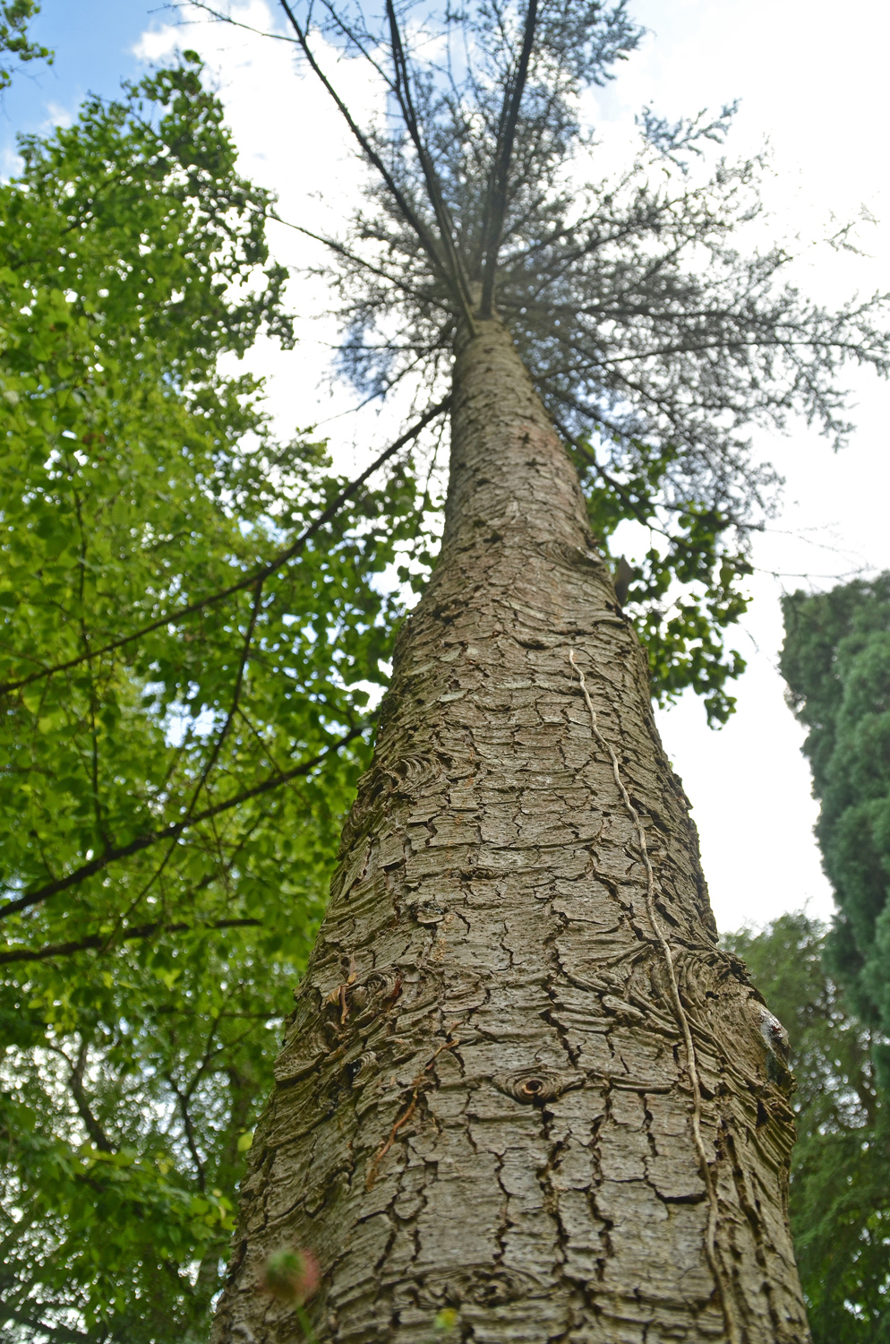 Cedrus brevifolia - Stuttgart-Hohenheim - Juli 2023