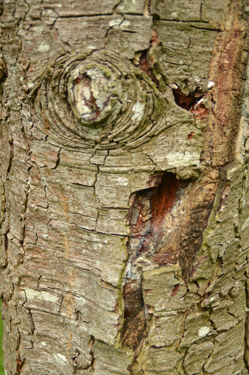 Cedrus brevifolia - Stuttgart-Hohenheim - Juli 2023