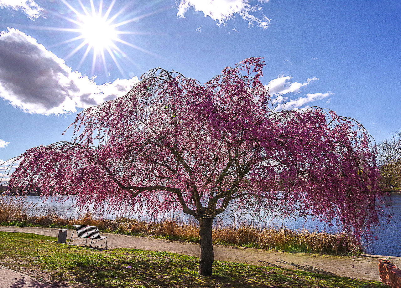 Prunus sargentii - Potsdam - April 2022