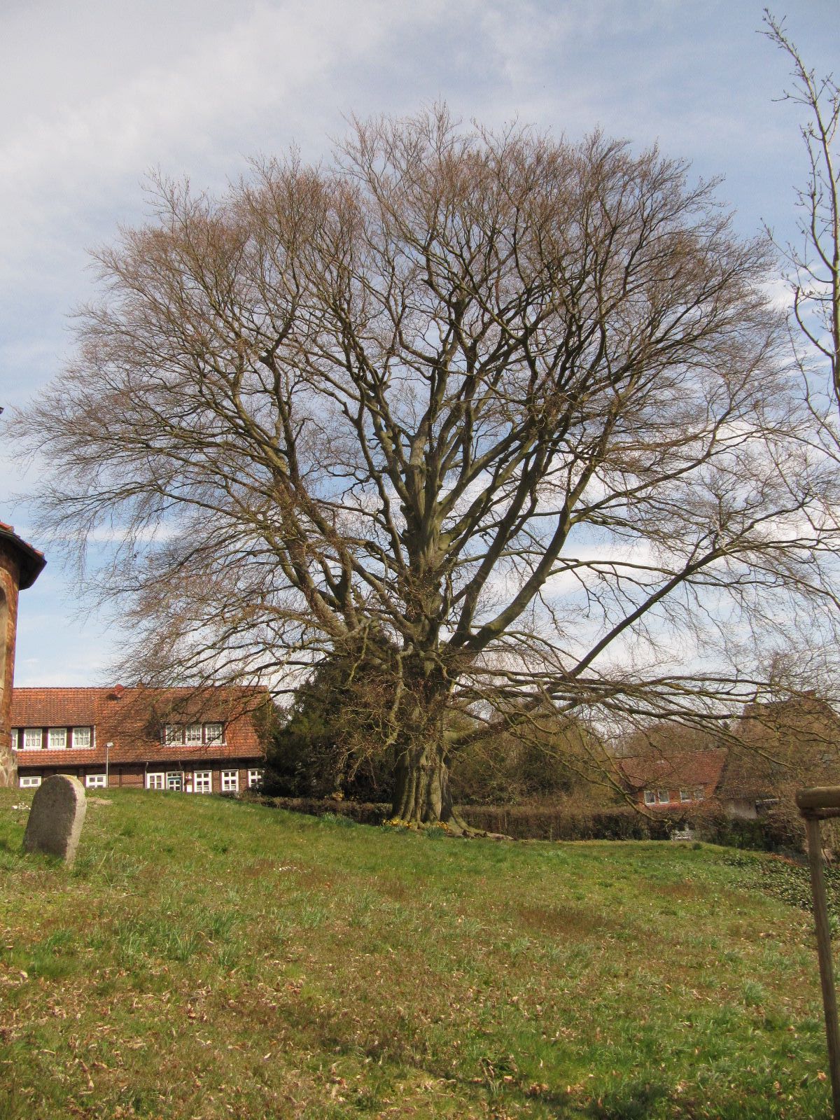 Blut-Buche -Barnstorf - April 2023