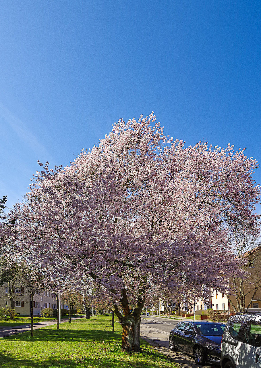Prunus × yedoensis - Kleinmachnow - 12.4.2023