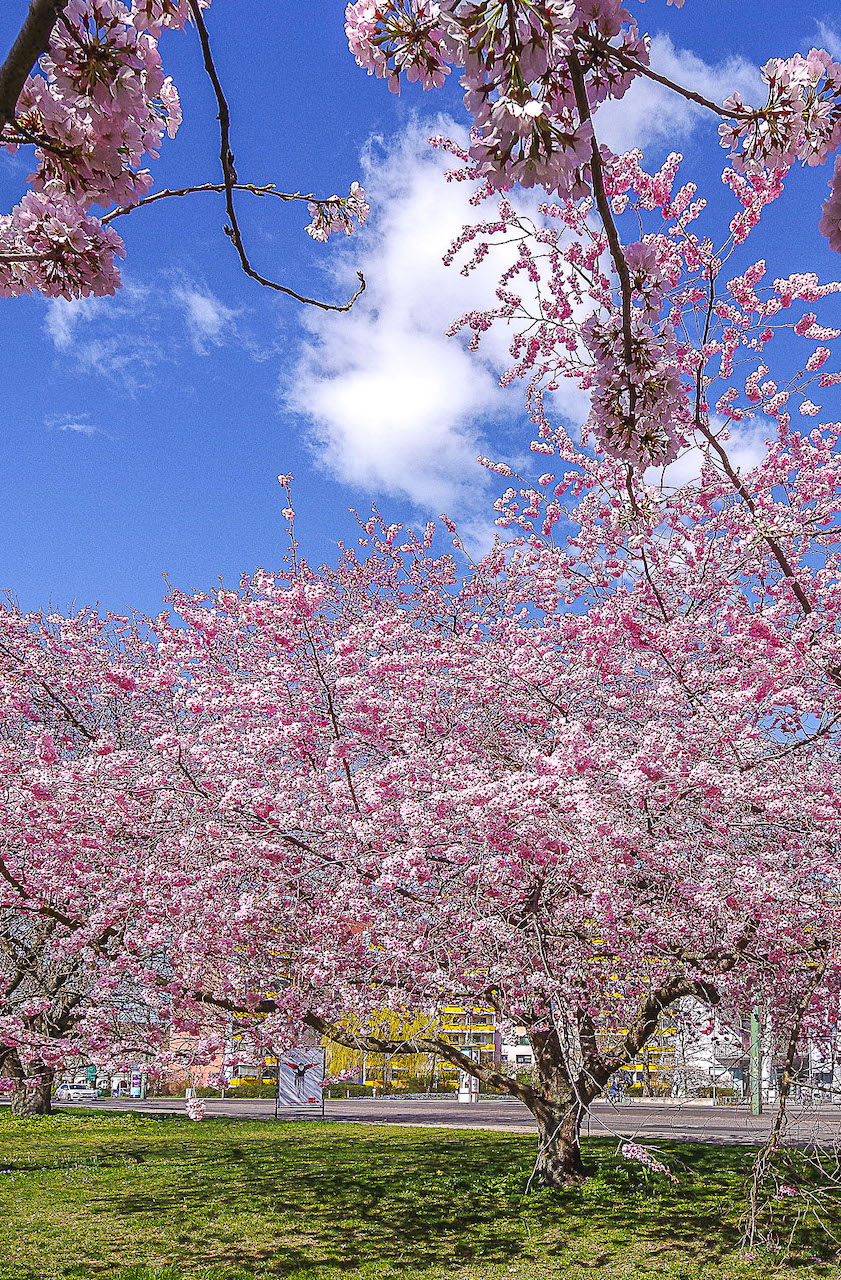 Prunus × subhirtella 'Accolade' - Potsdam - April 2023