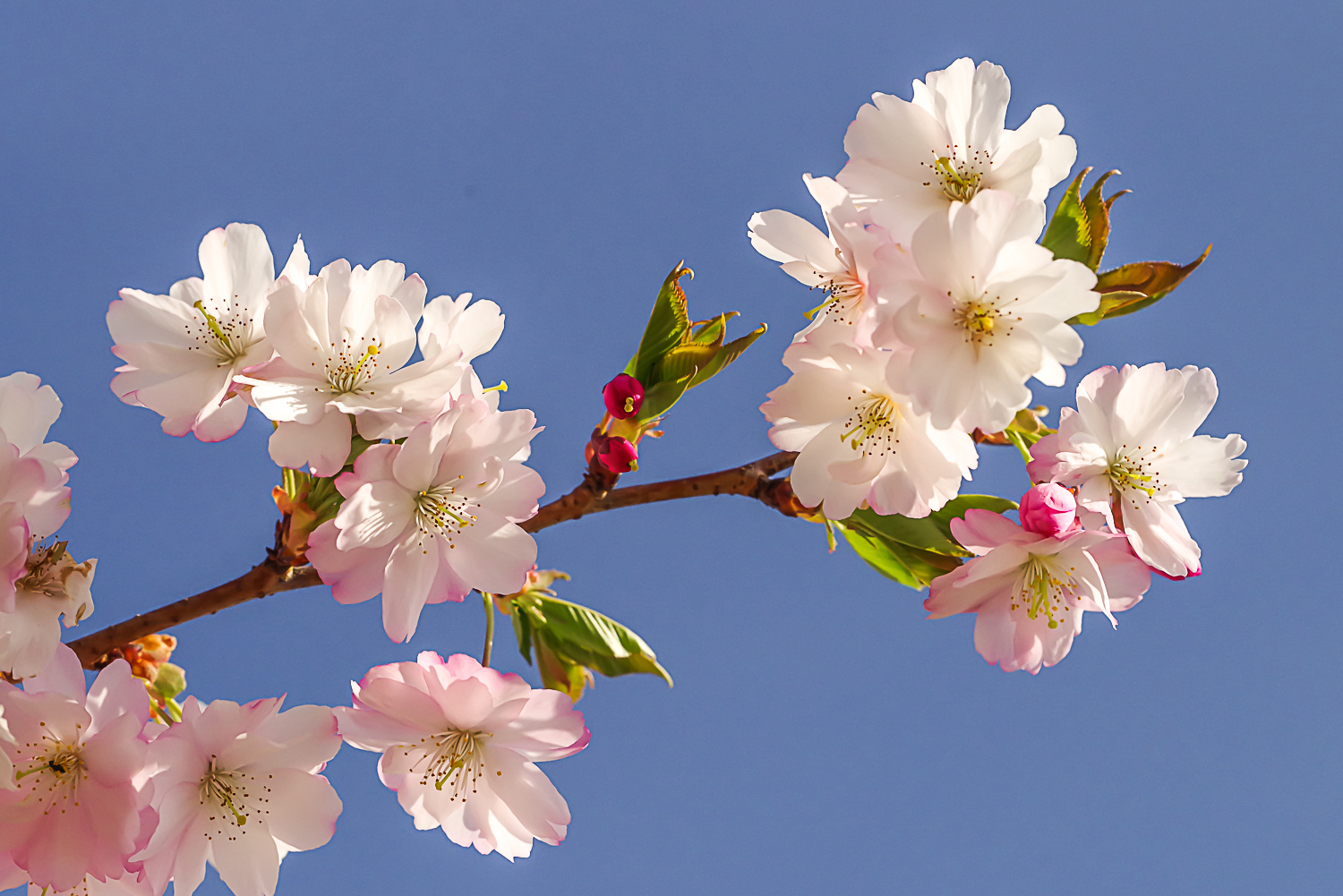 Prunus × subhirtella 'Accolade' - Potsdam - April 2023