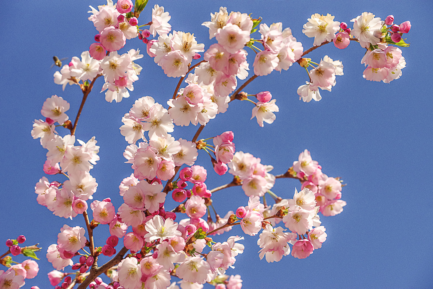 Prunus × subhirtella 'Accolade' - Potsdam - April 2023