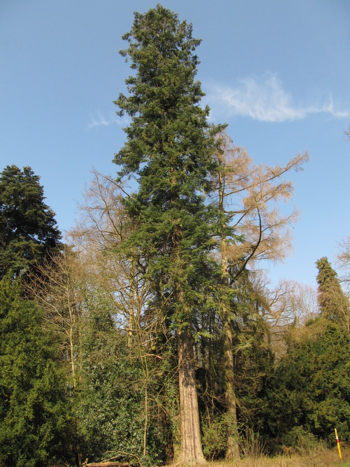 Abies grandis - Bremen-Lesum - April 2023