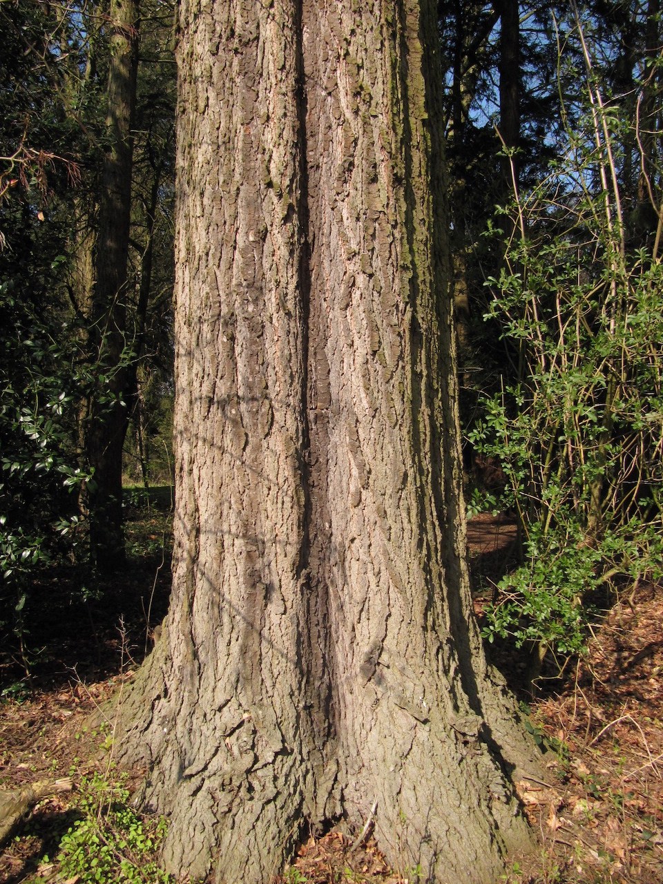 Abies grandis - Bremen-Lesum - April 2023