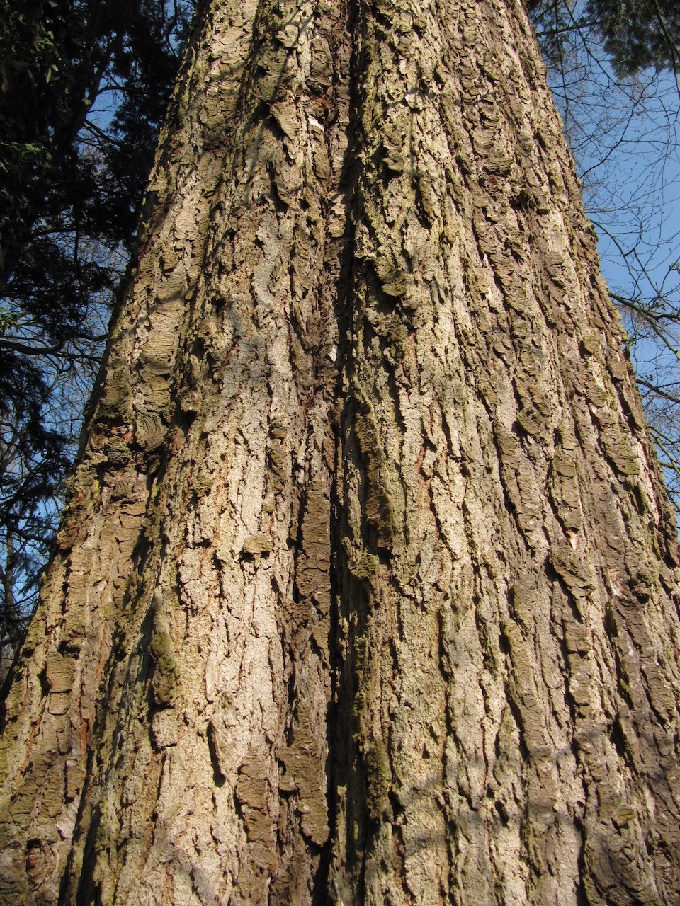 Abies grandis - Bremen-Lesum - April 2023