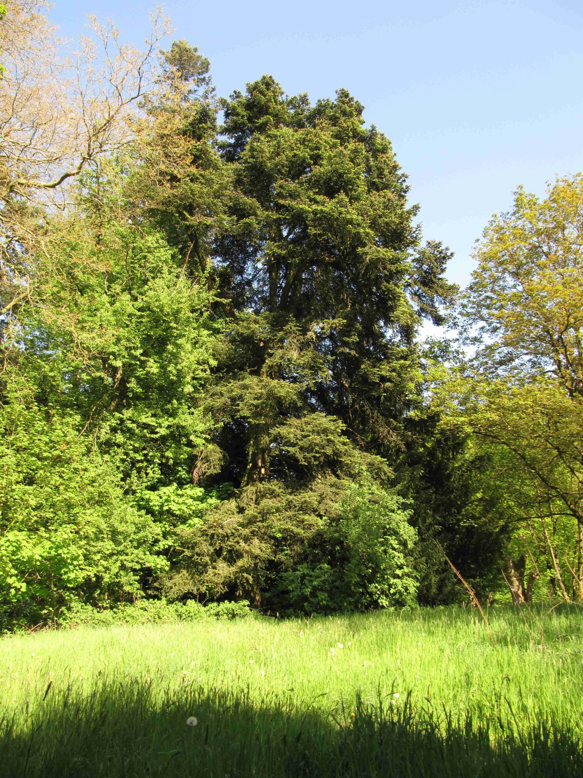 Abies cephalonica - Bremen-Lesum - Mai 2022