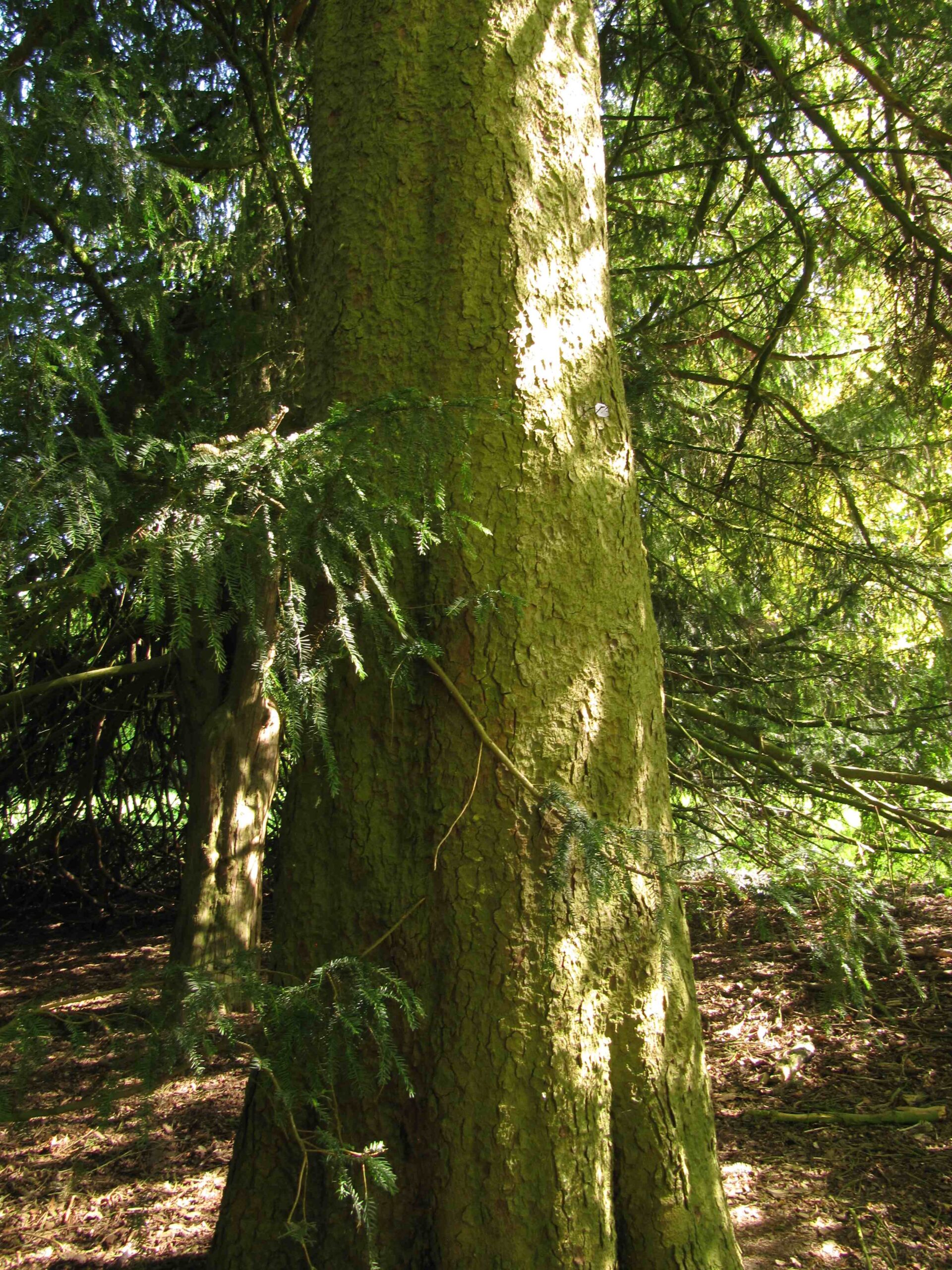 Abies cephalonica - Bremen-Lesum - Mai 2022