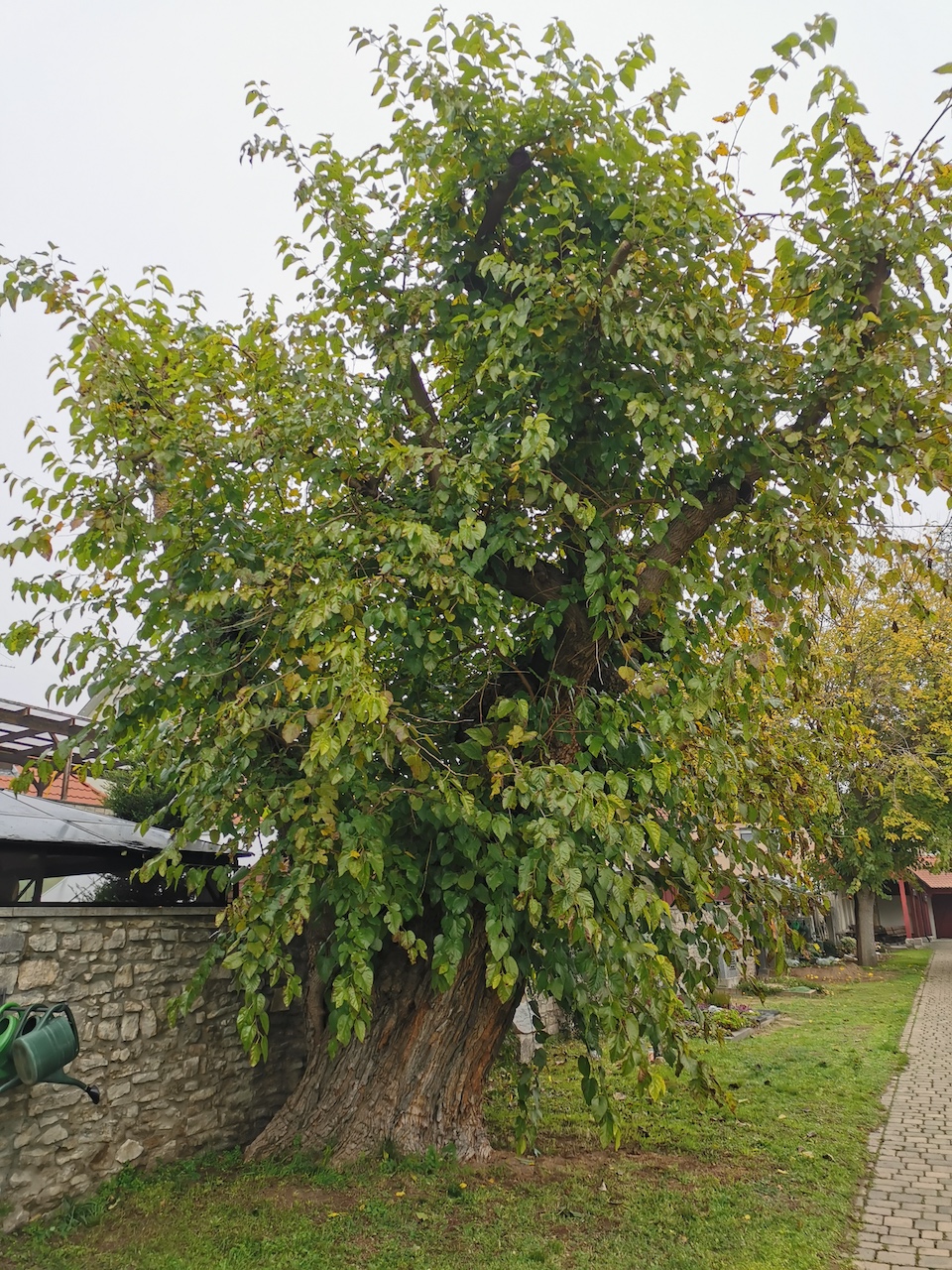 Morus alba - Marktsteft - November 2022