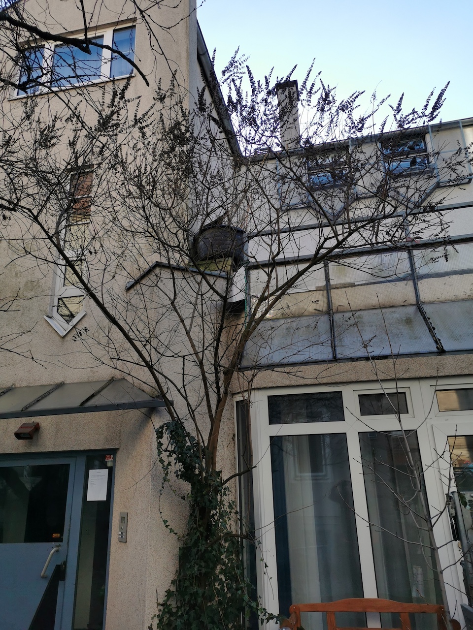 Vitex agnus-castus - Nürnberg - 2023