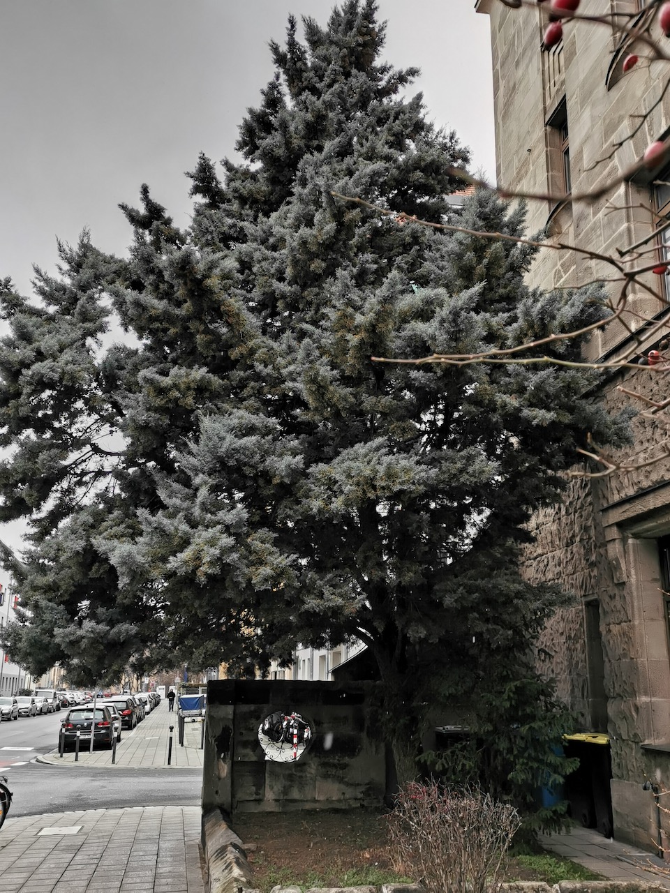 Cupressus arizonica 'Glauca' - Nürnberg - 2023