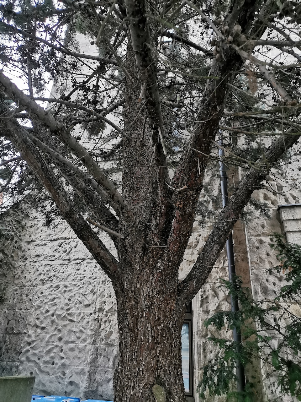 Cupressus arizonica 'Glauca' - Nürnberg - 2023
