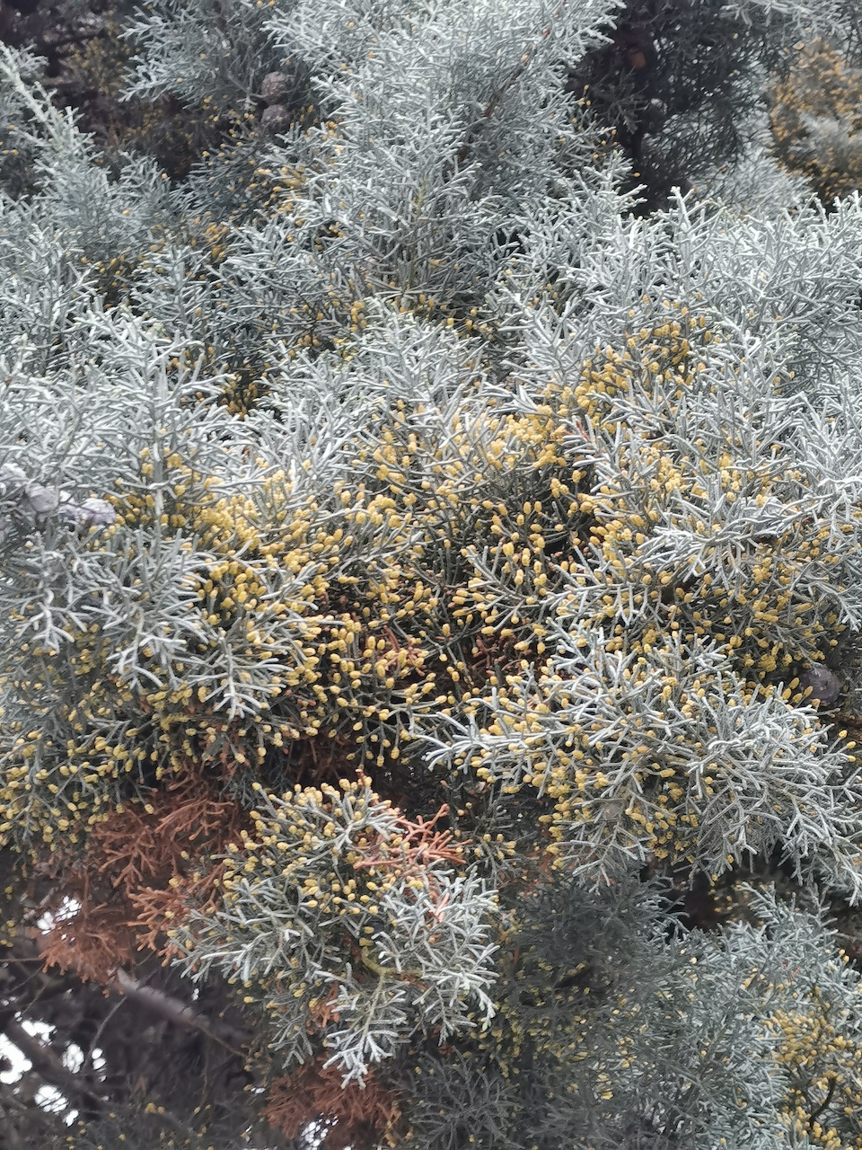 Cupressus arizonica 'Glauca' - Nürnberg - 2023
