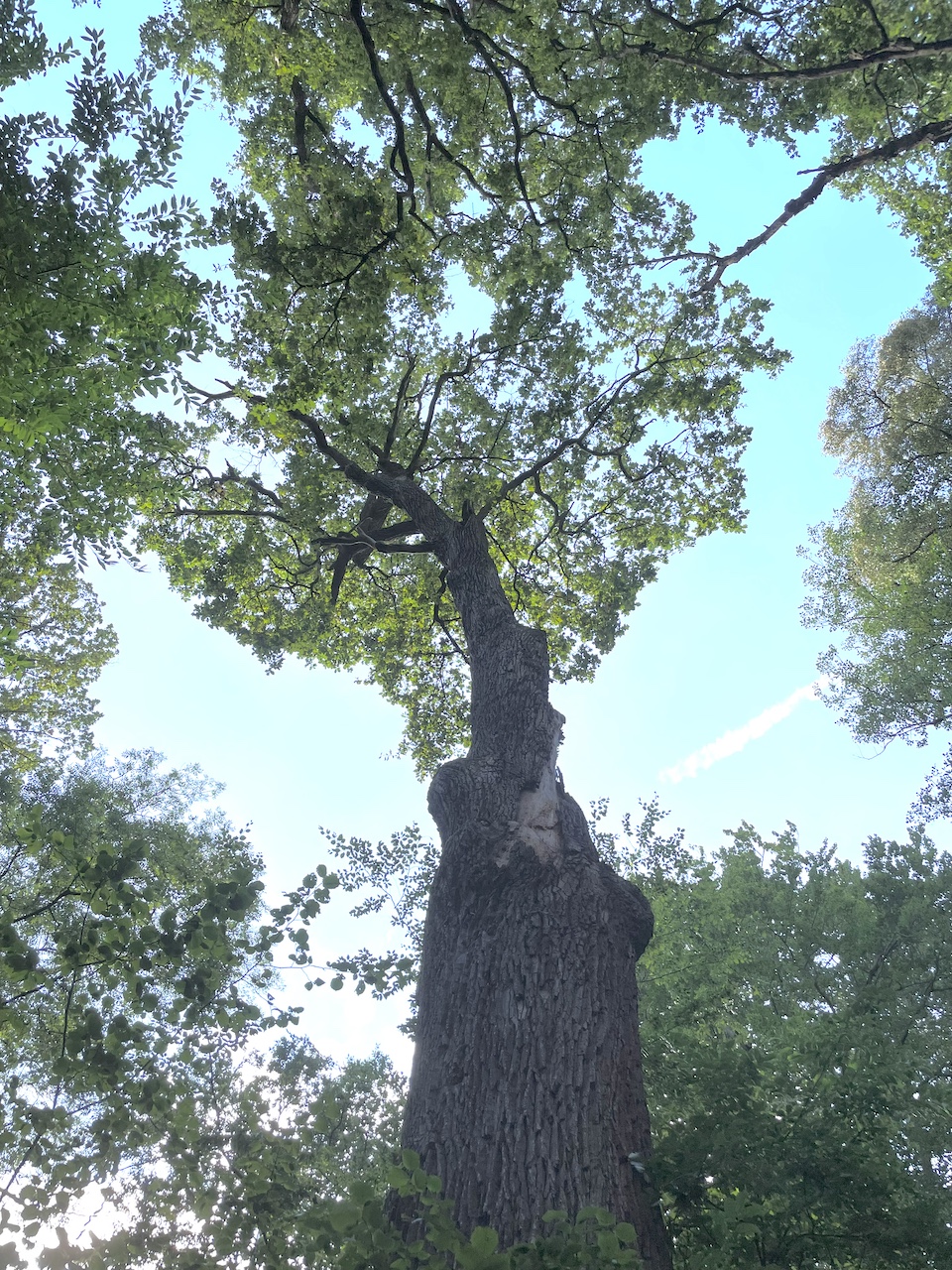 Quercus robur - Klein-Auheim - August 2023