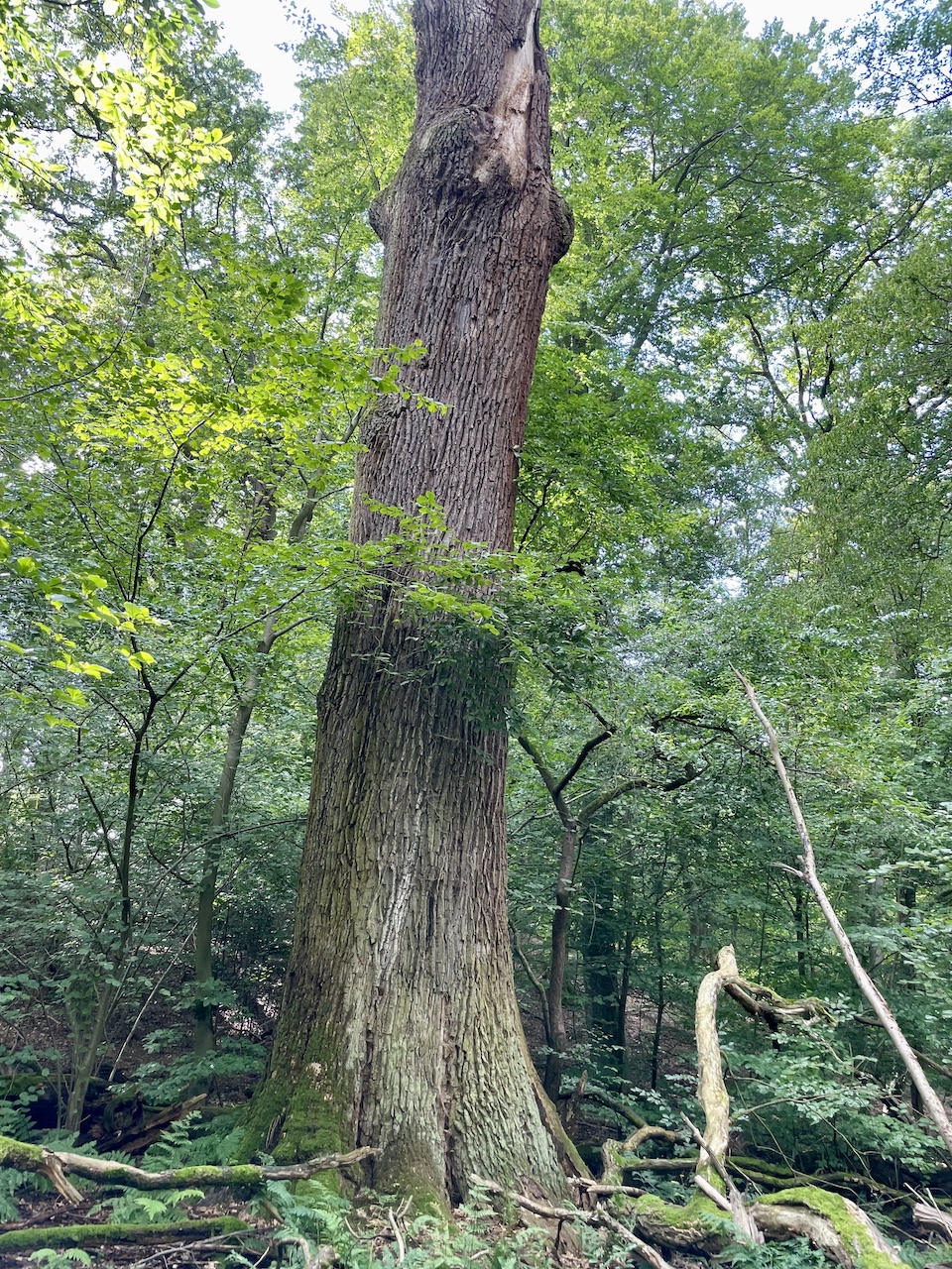 Quercus robur - Klein-Auheim - August 2023