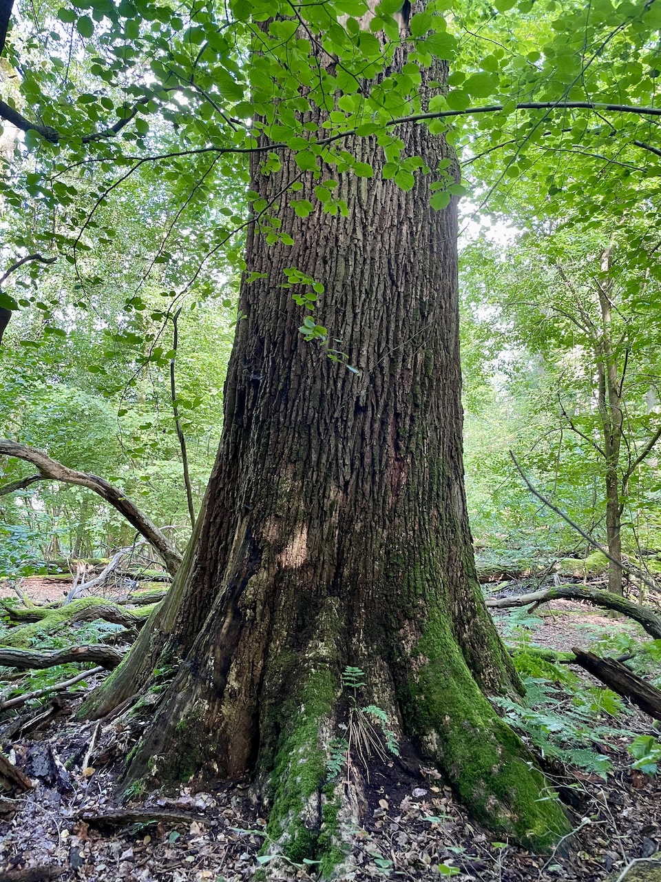 Quercus robur - Klein-Auheim - August 2023