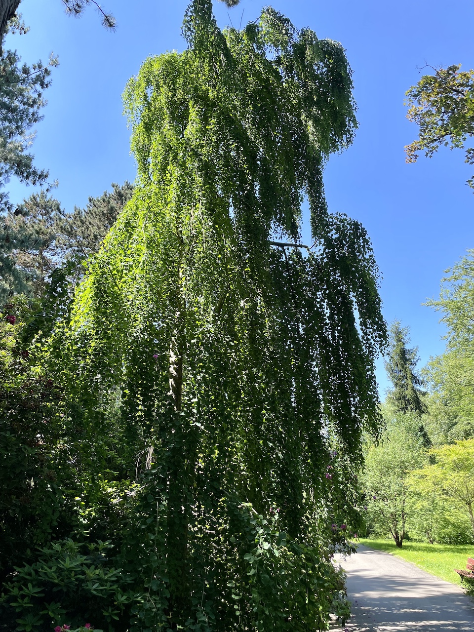 Cercidiphyllum japonicum 'Pendulum' - Dortmund Rombergpark - 08.06.2024
