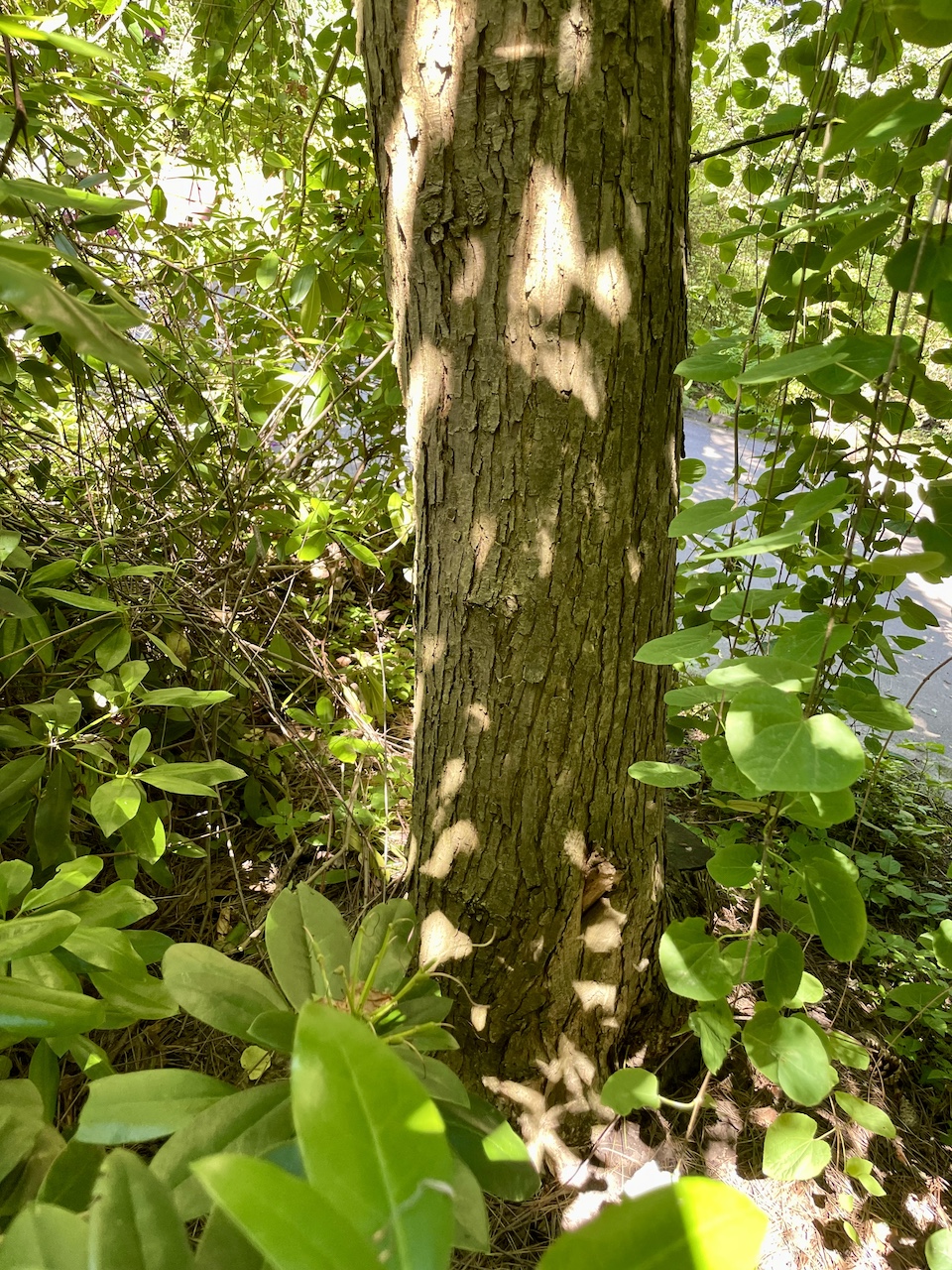 Cercidiphyllum japonicum 'Pendulum' - Dortmund Rombergpark - 08.06.2024