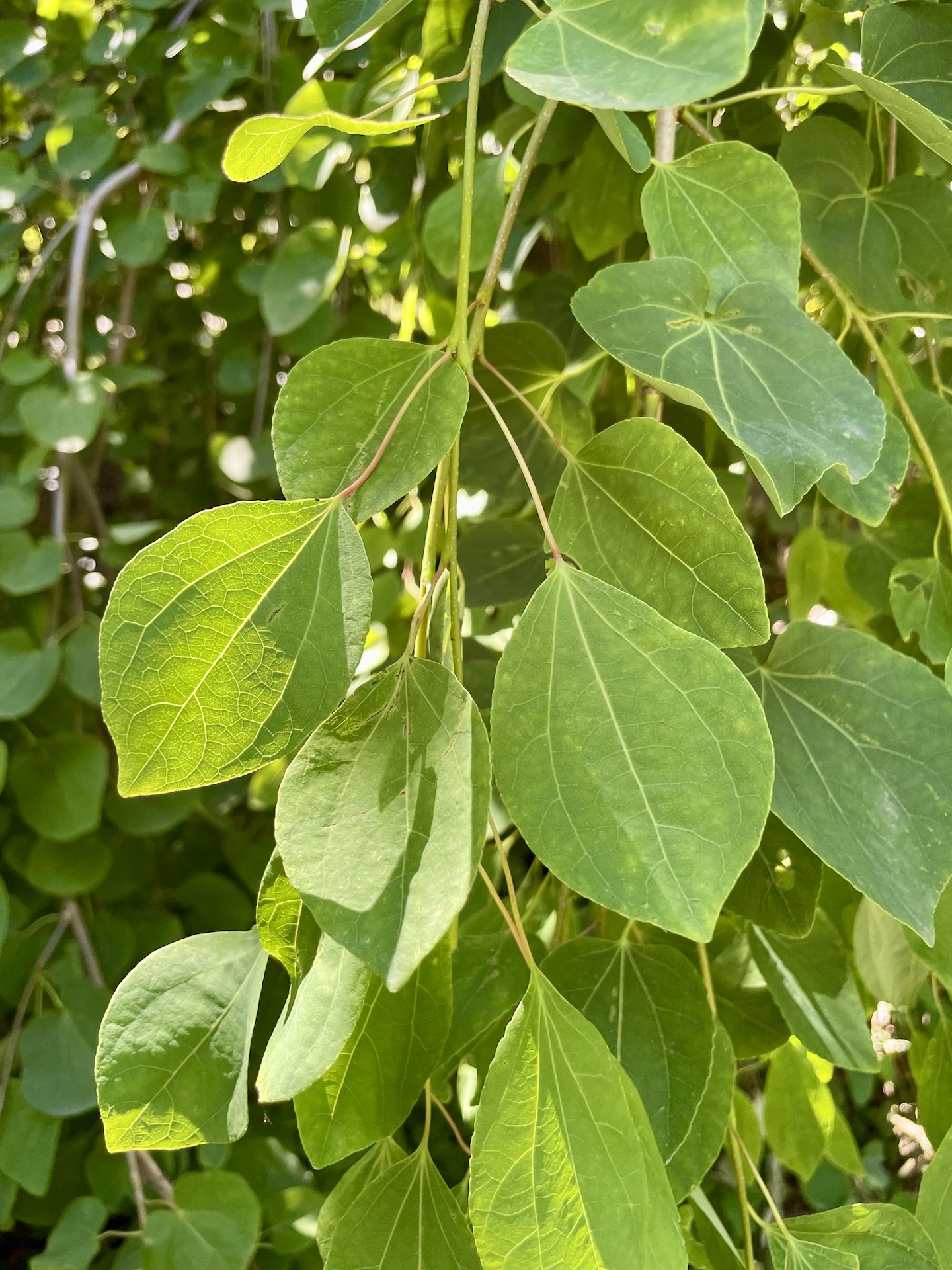 Cercidiphyllum japonicum 'Pendulum' - Dortmund Rombergpark - 08.06.2024