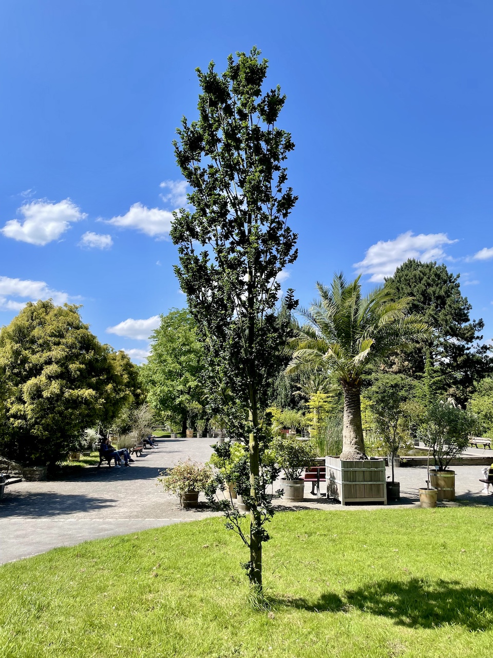 Quercus cerris 'Curly Head' - Dortmund Rombergpark - 08.06.2024