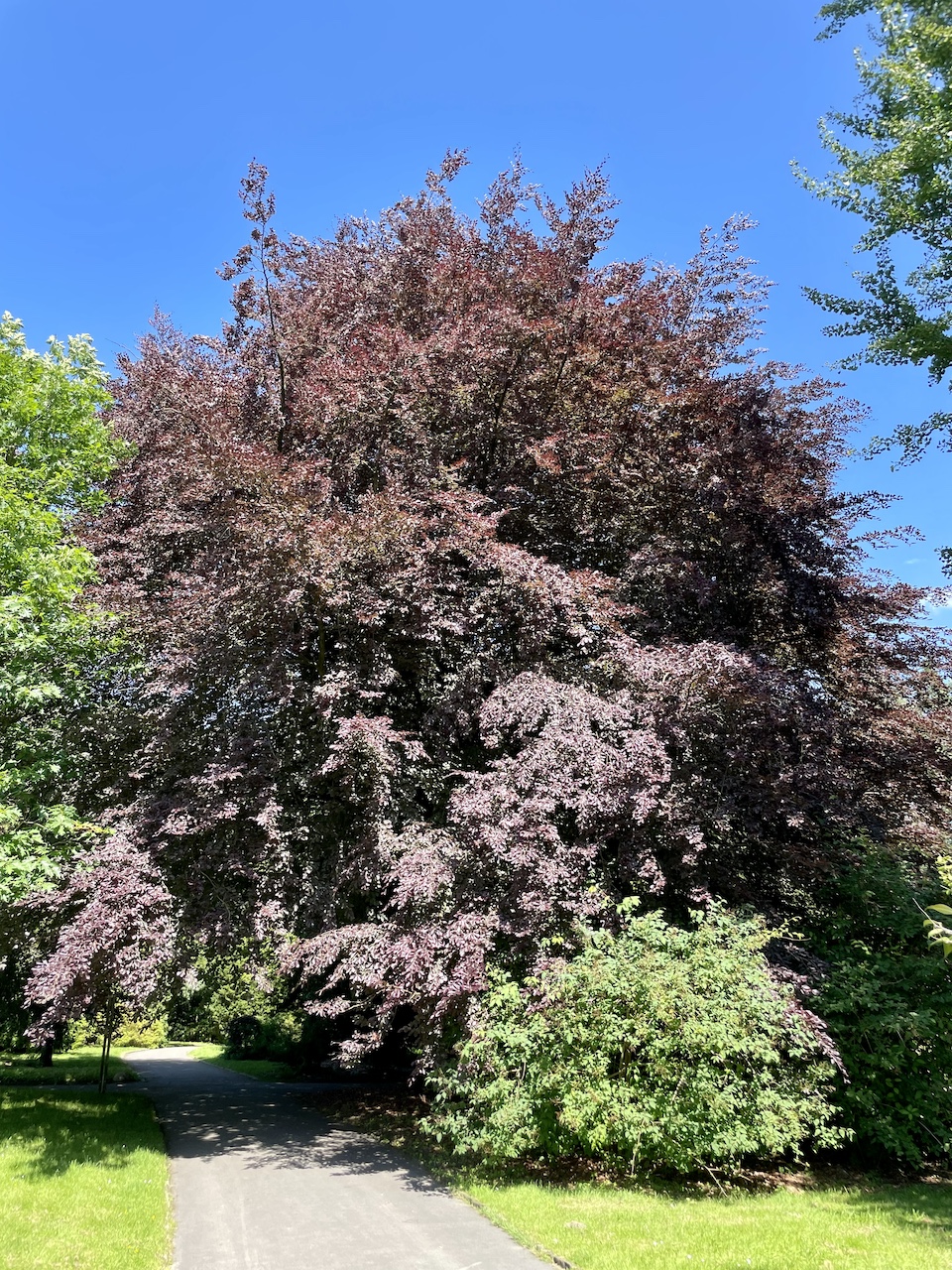 Fagus sylvatica 'Purpurea Tricolor' - Dortmund Rombergpark - 08.06.2024