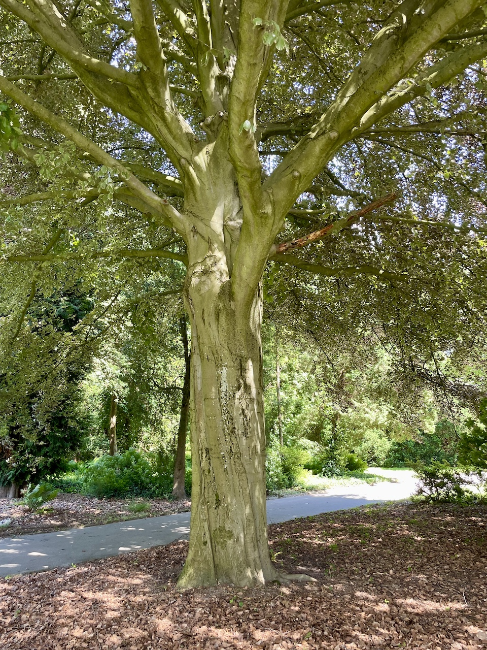 Fagus sylvatica 'Purpurea Tricolor' - Dortmund Rombergpark - 08.06.2024