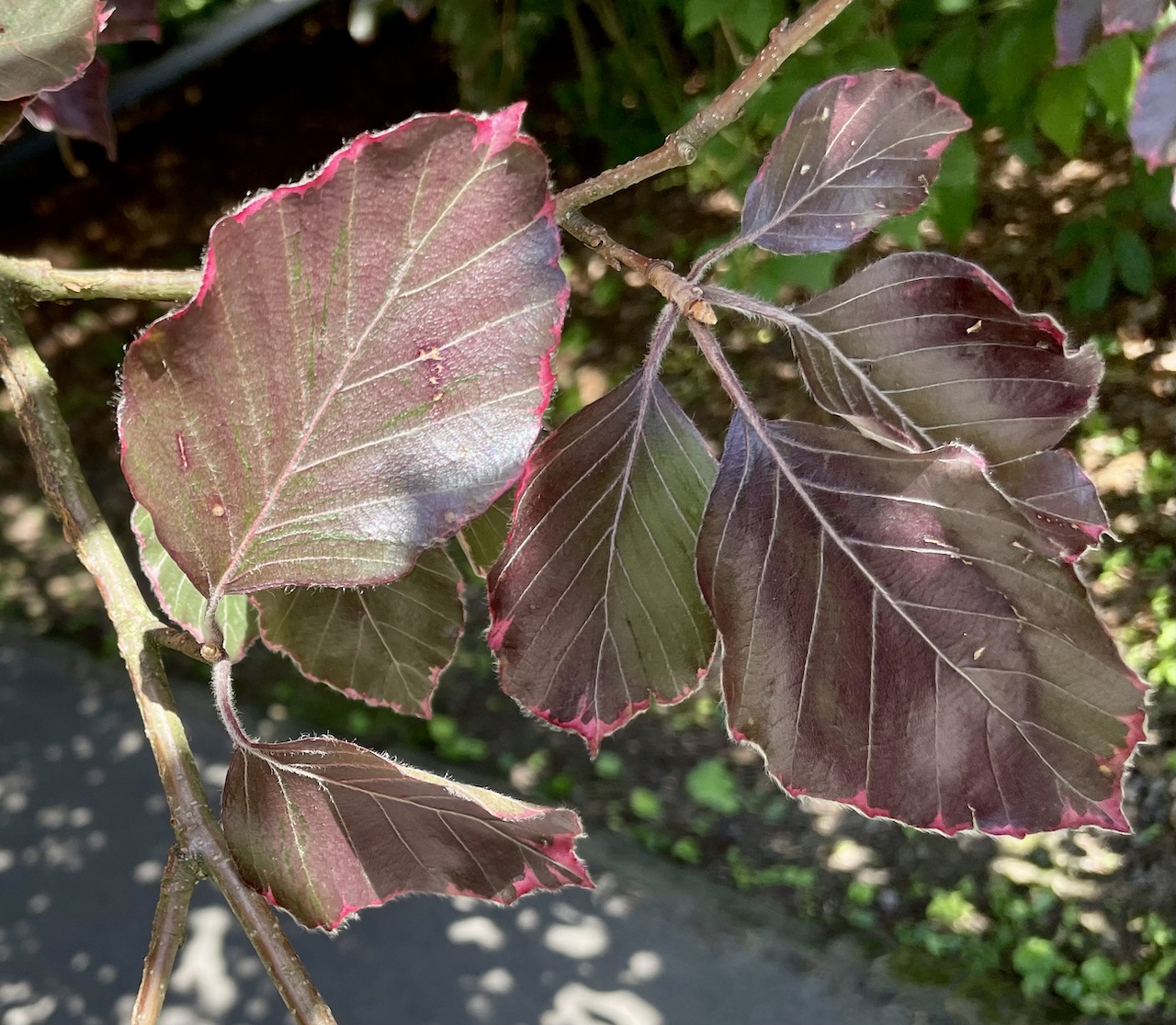 Fagus sylvatica 'Purpurea Tricolor' - Dortmund Rombergpark - 08.06.2024