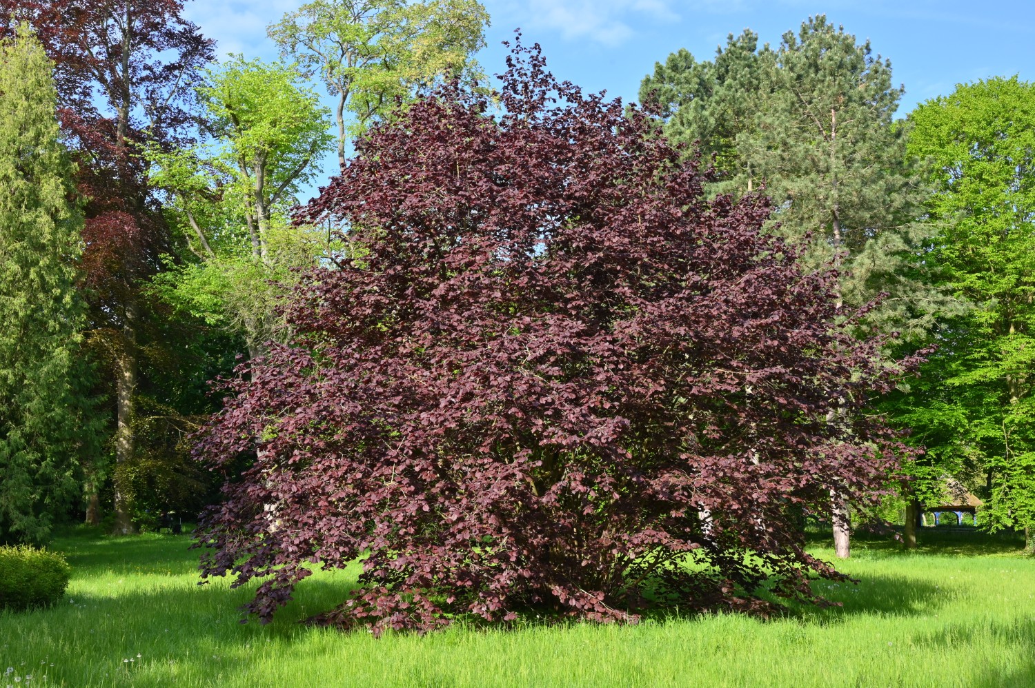 Corylus maxima 'Purpurea' - Anklam - Mai 2024