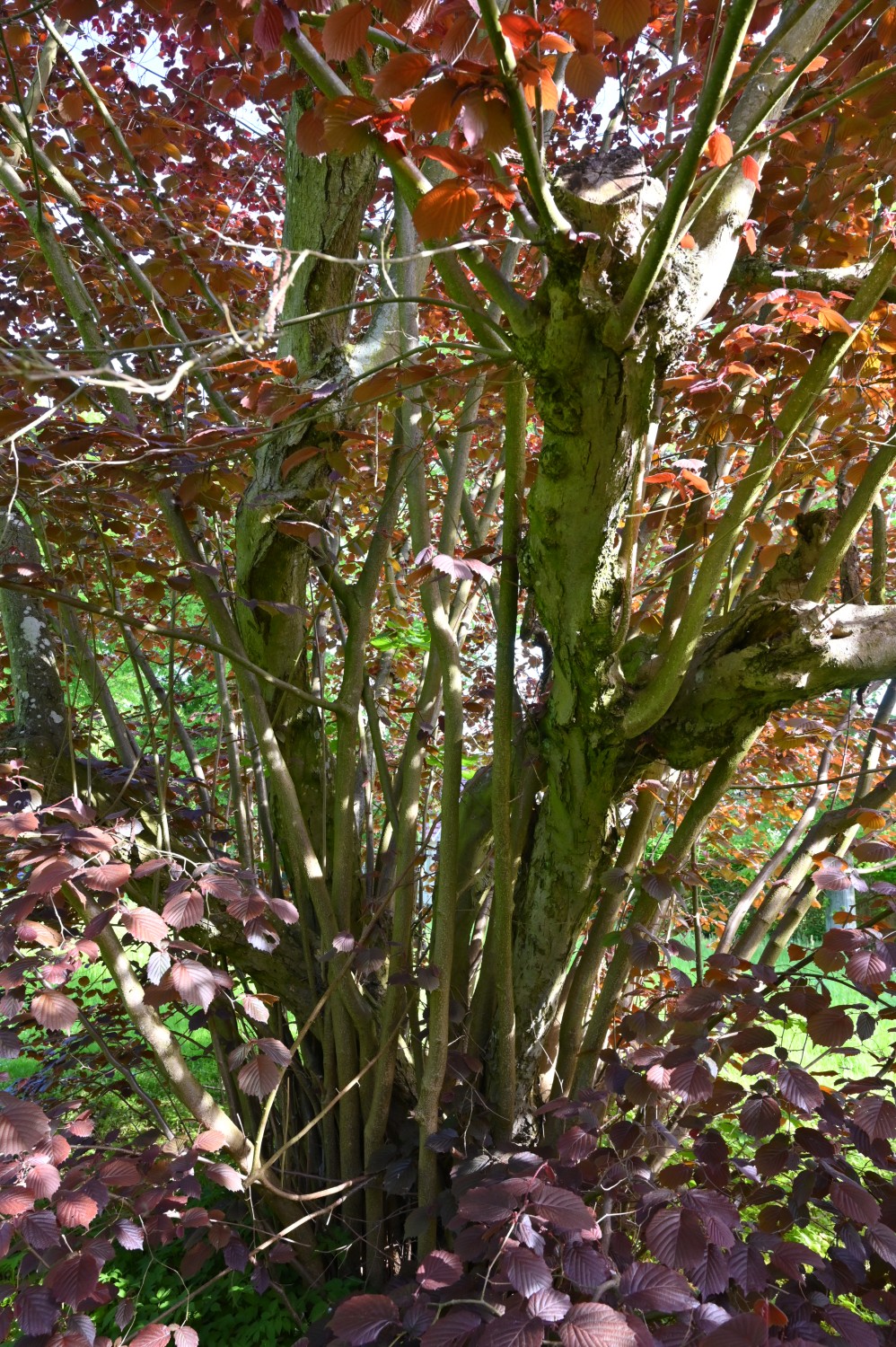 Corylus maxima 'Purpurea' - Anklam - Mai 2024